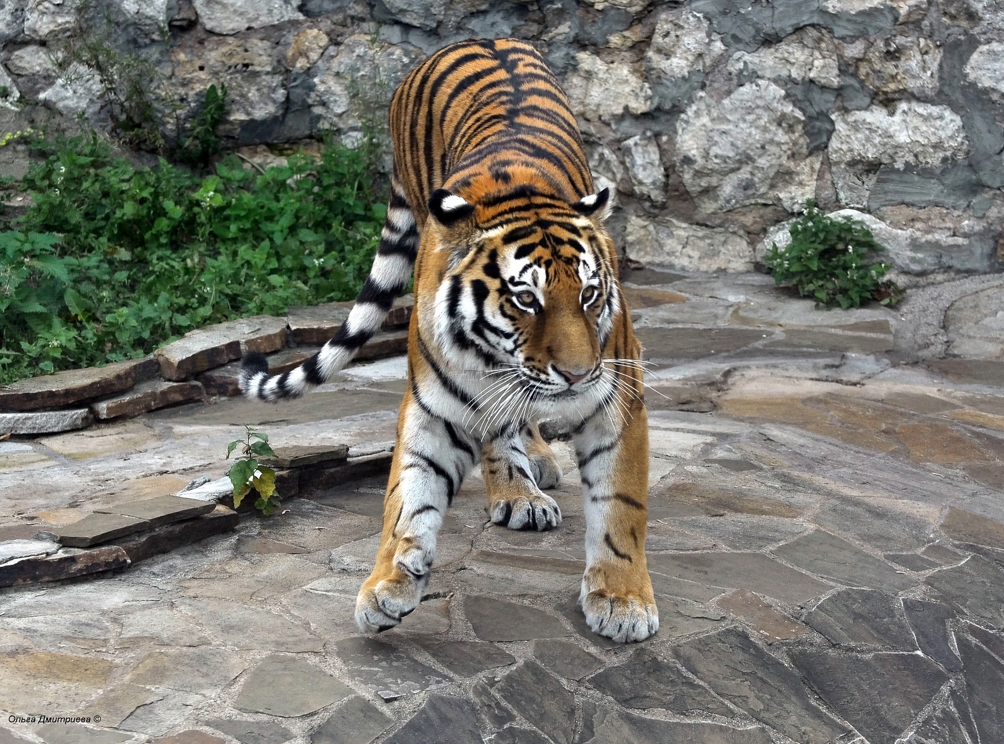 Nikon D5000 sample photo. *** photography
