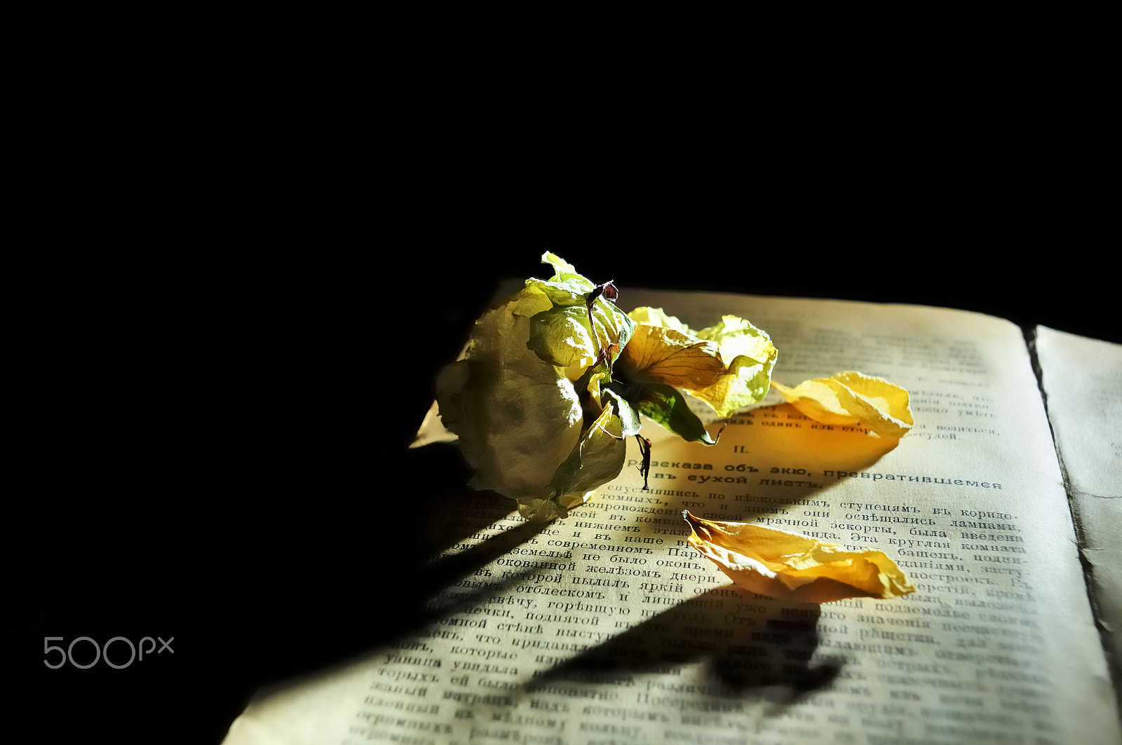 Nikon D5000 sample photo. Book and shadows photography