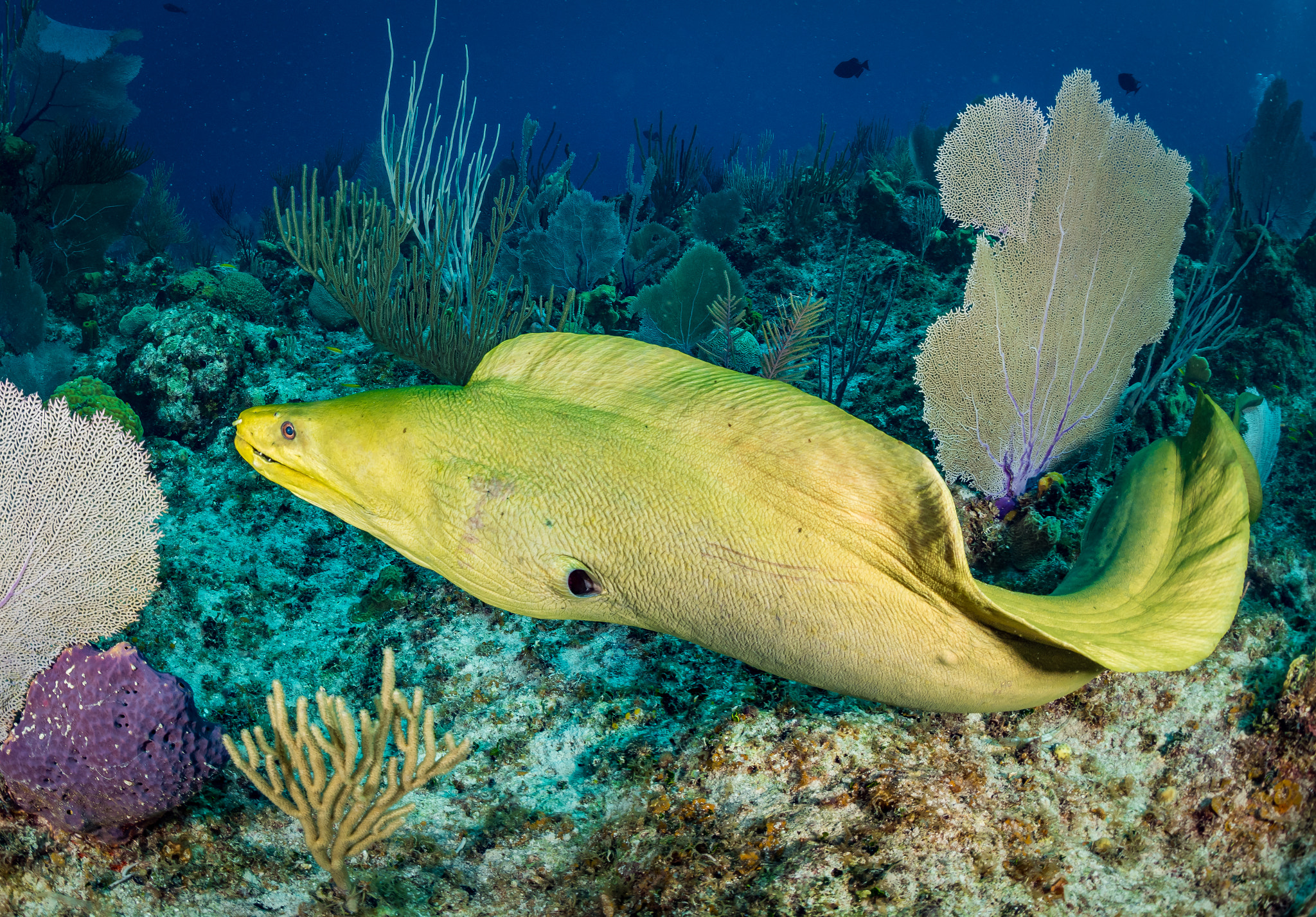 Nikon D810 + Sigma 15mm F2.8 EX DG Diagonal Fisheye sample photo. Eel on the loose photography