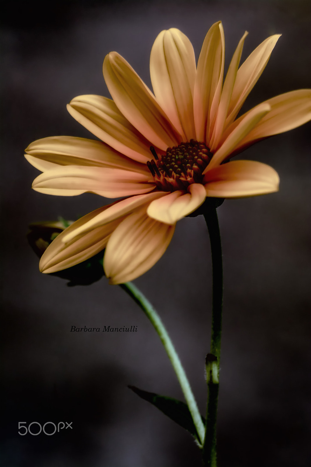 Sigma 150mm F2.8 EX DG OS Macro HSM sample photo. Un inguaribile romantica .... certo unica ! photography