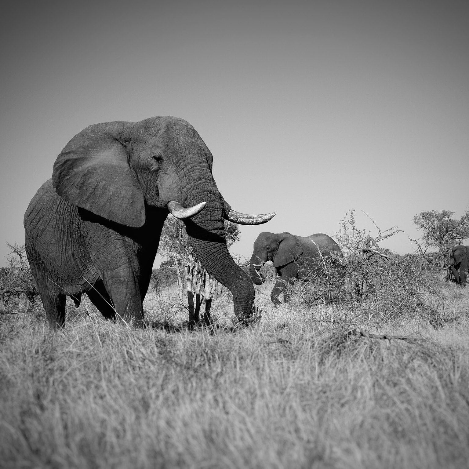 Sony Cyber-shot DSC-RX1R sample photo. Somewhere in botswana photography