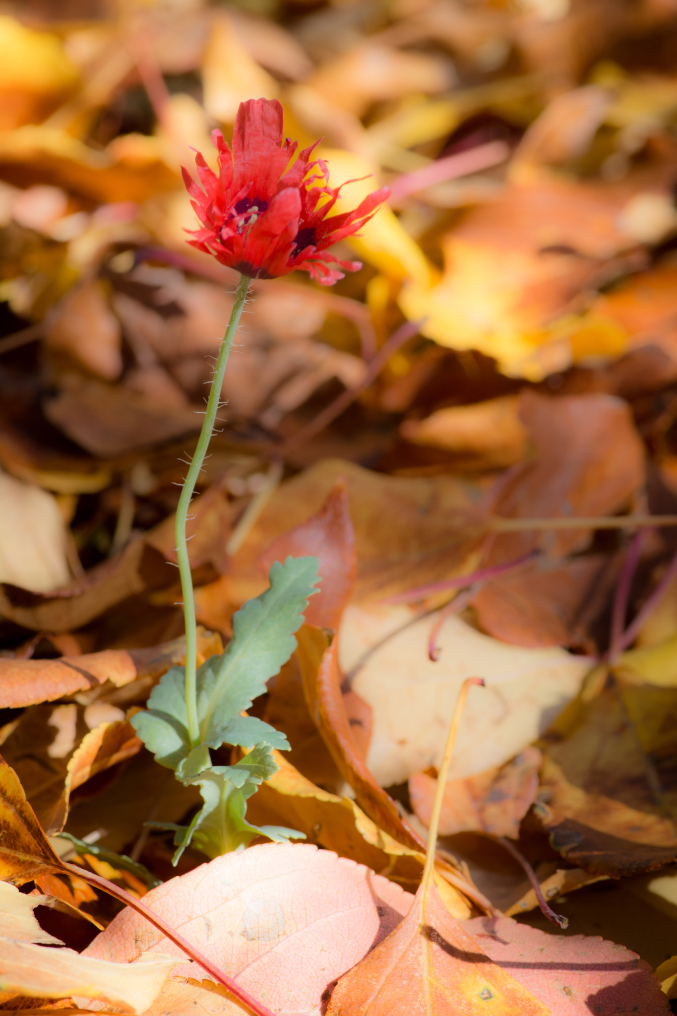 Nikon D7100 + Tokina AT-X Pro 100mm F2.8 Macro sample photo. Poppy photography