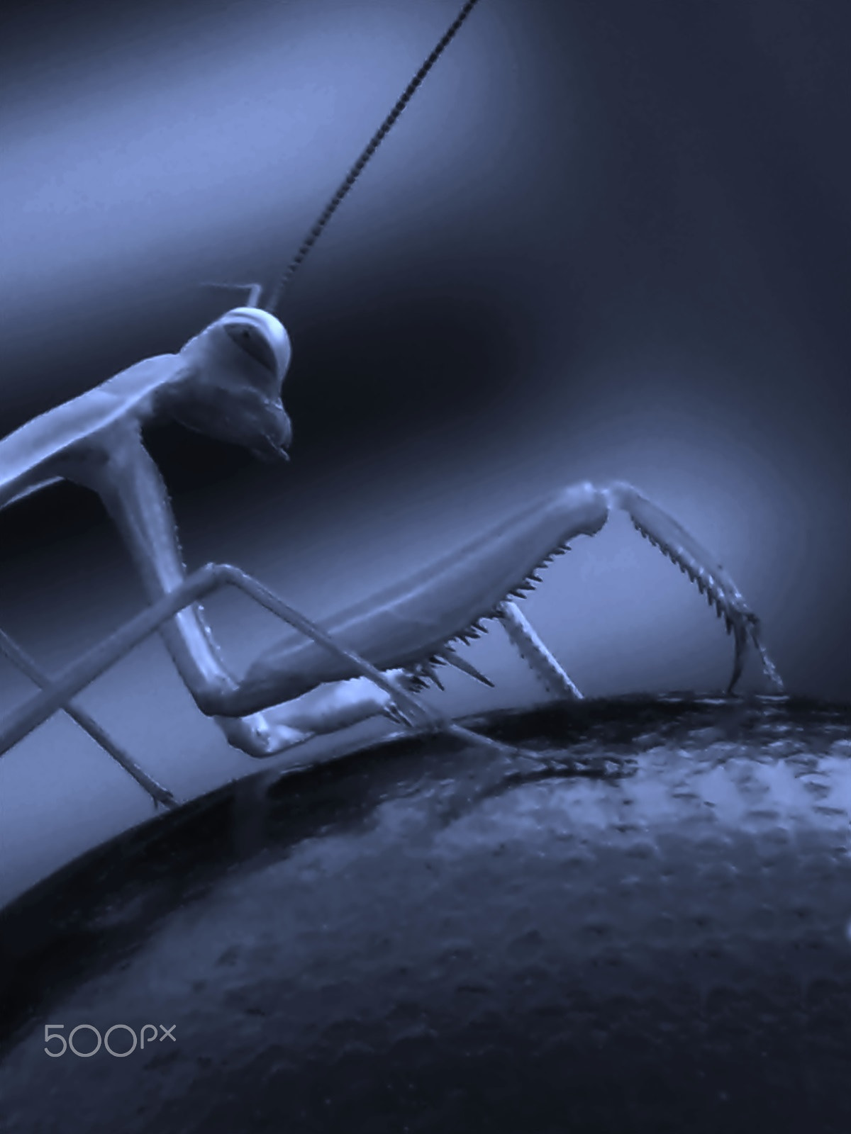 Olympus VR325,VR320,D725 sample photo. The black world of mantis photography