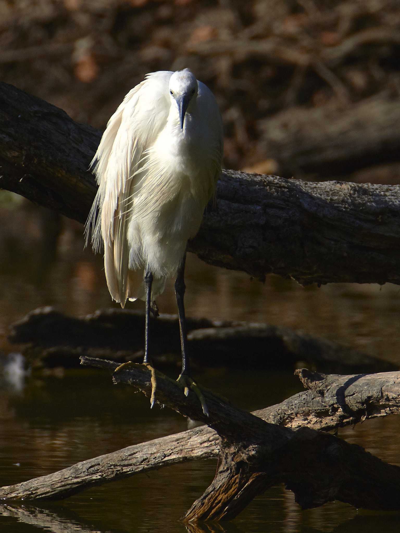Tamron SP 150-600mm F5-6.3 Di VC USD sample photo. Garzetta photography