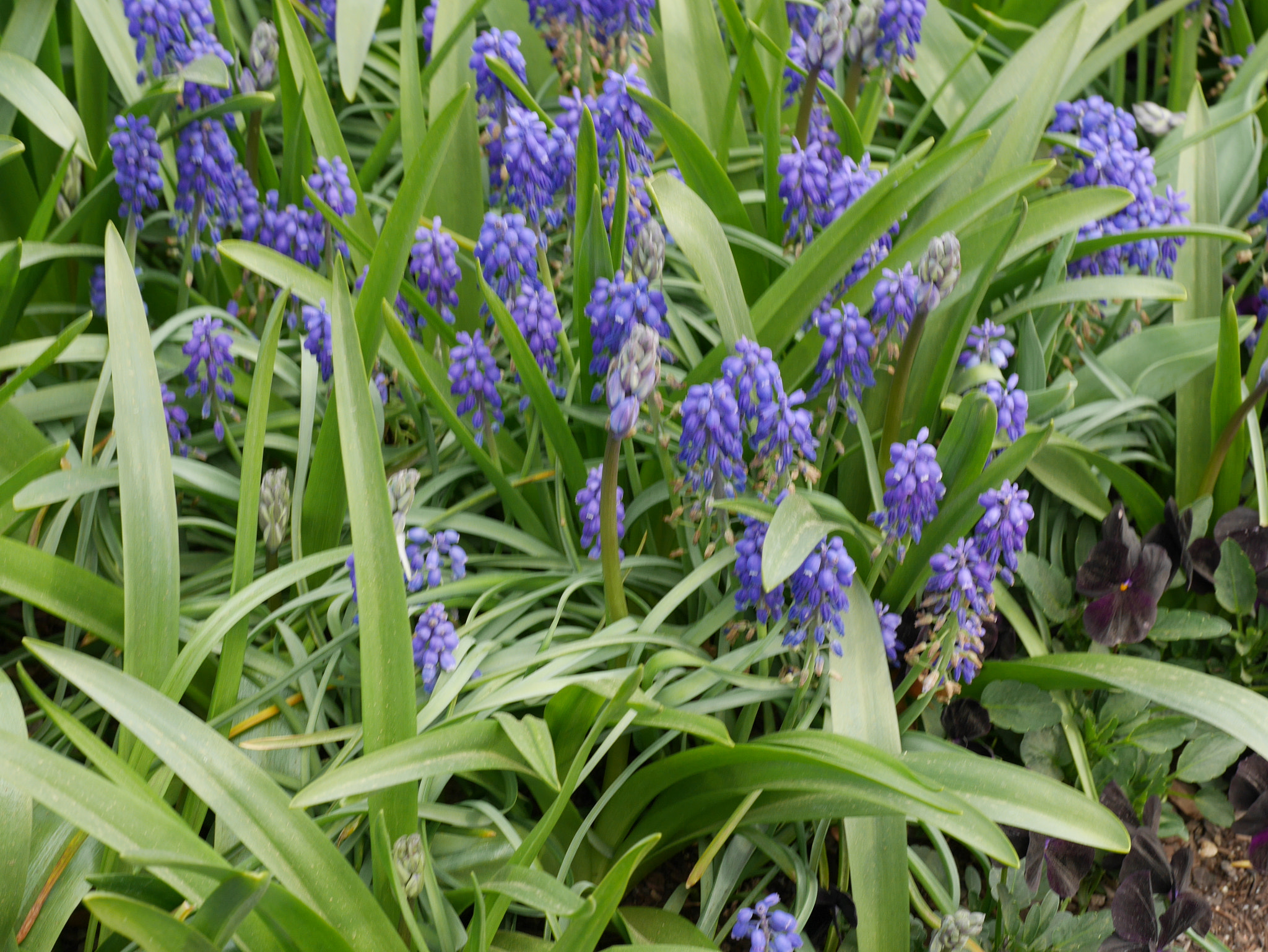 Panasonic DMC-GM1S sample photo. Purple flowers - floriade 2016 - location: commonwealth park, act, australia photography