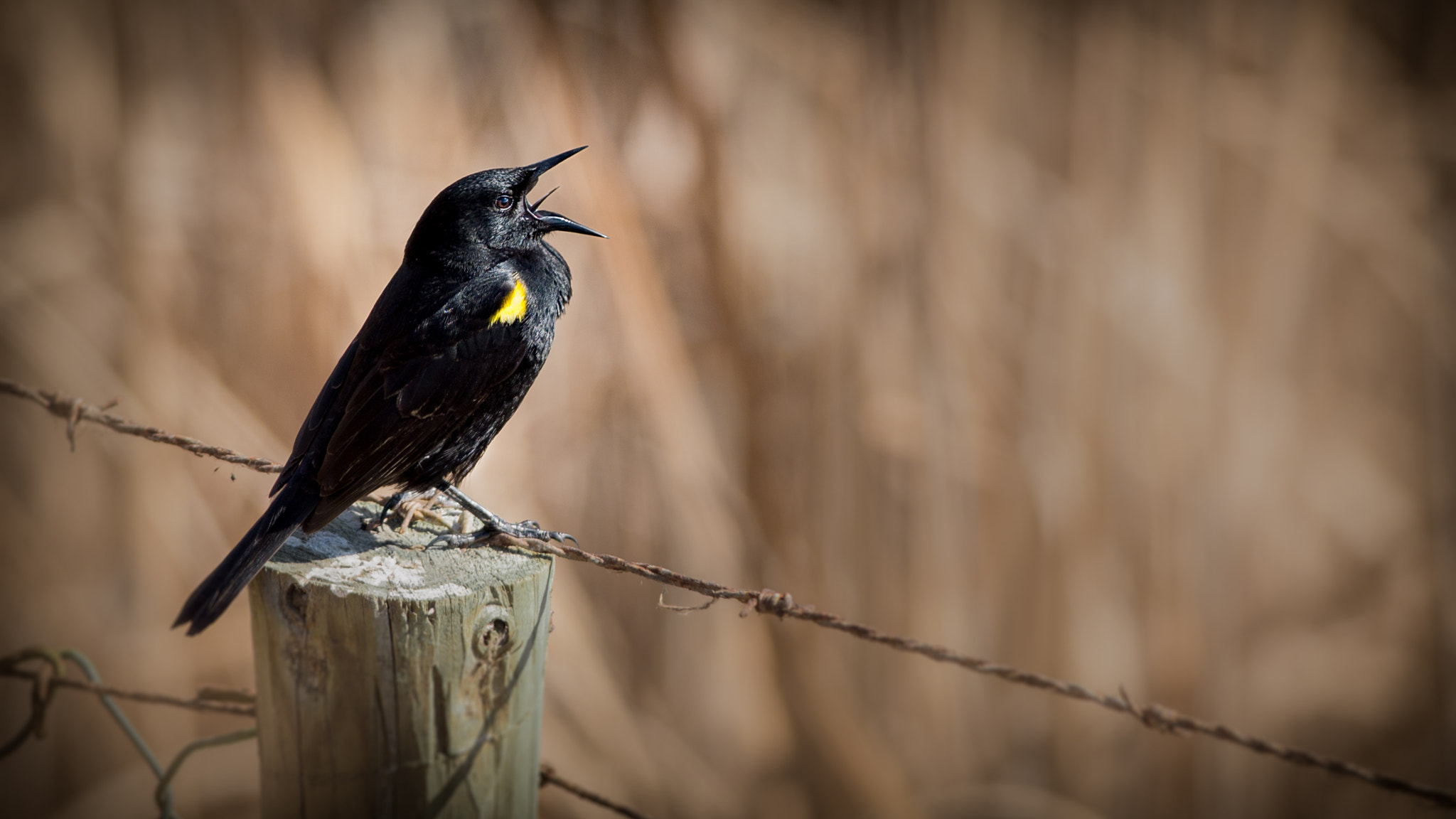 Nikon D3200 + Nikon AF-S Nikkor 300mm F4D ED-IF sample photo. Trile: singing to the openness. photography