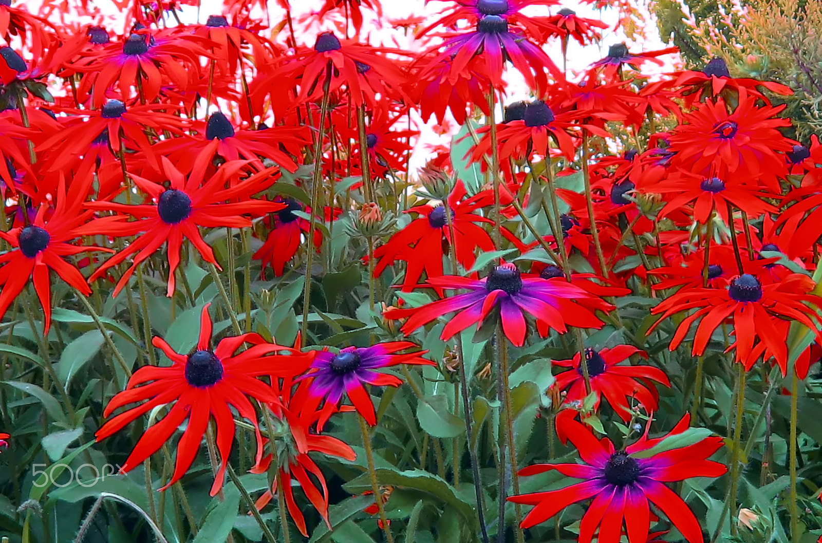 Canon POWERSHOT A570 IS sample photo. Red flowers photography