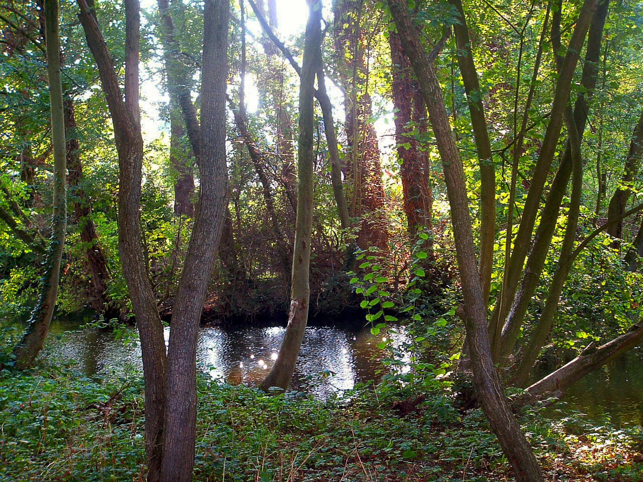 Fujifilm FinePix S3000 sample photo. Nature of zutphen netherland photography