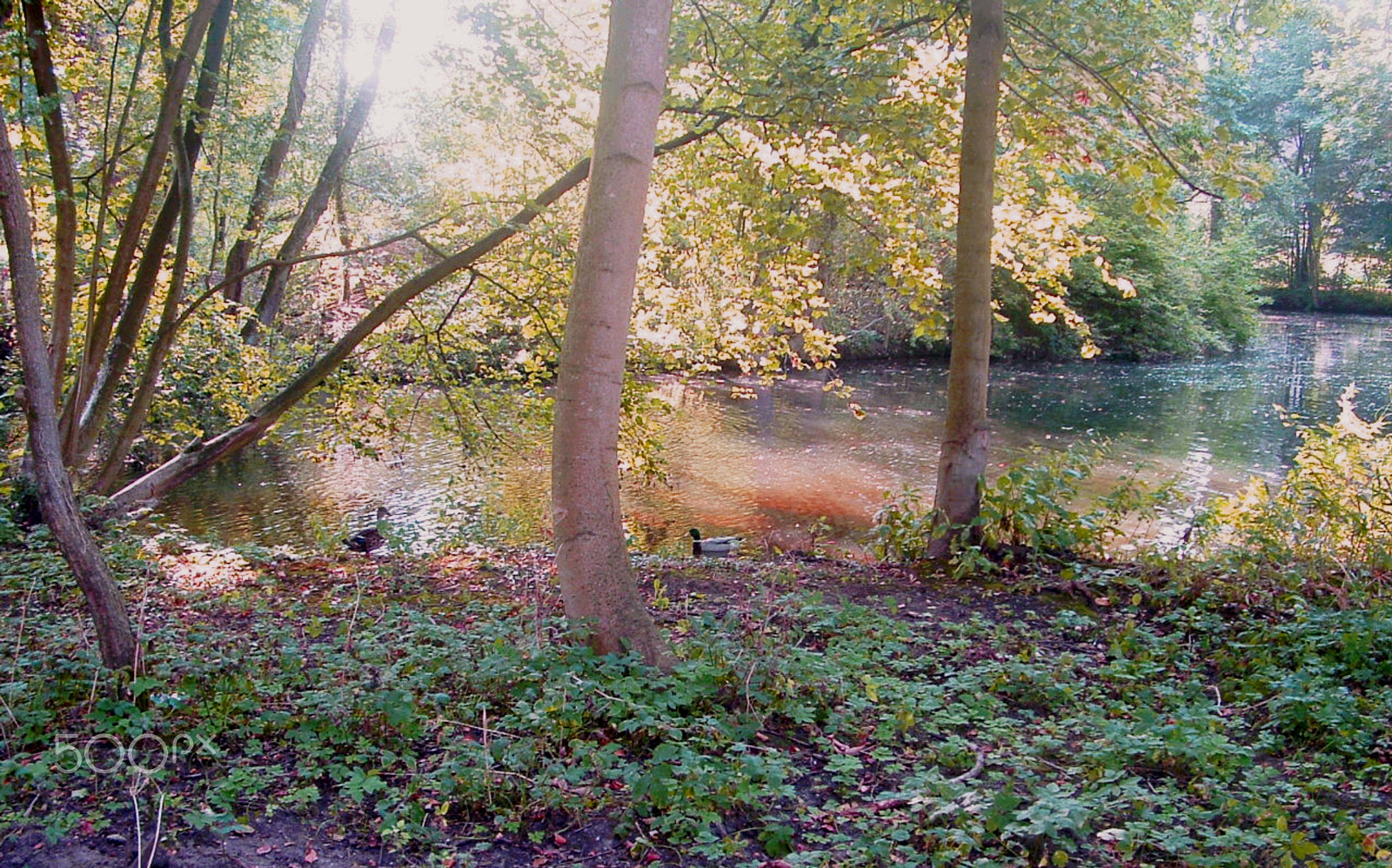 Fujifilm FinePix S3000 sample photo. Nature of zutphen netherland photography