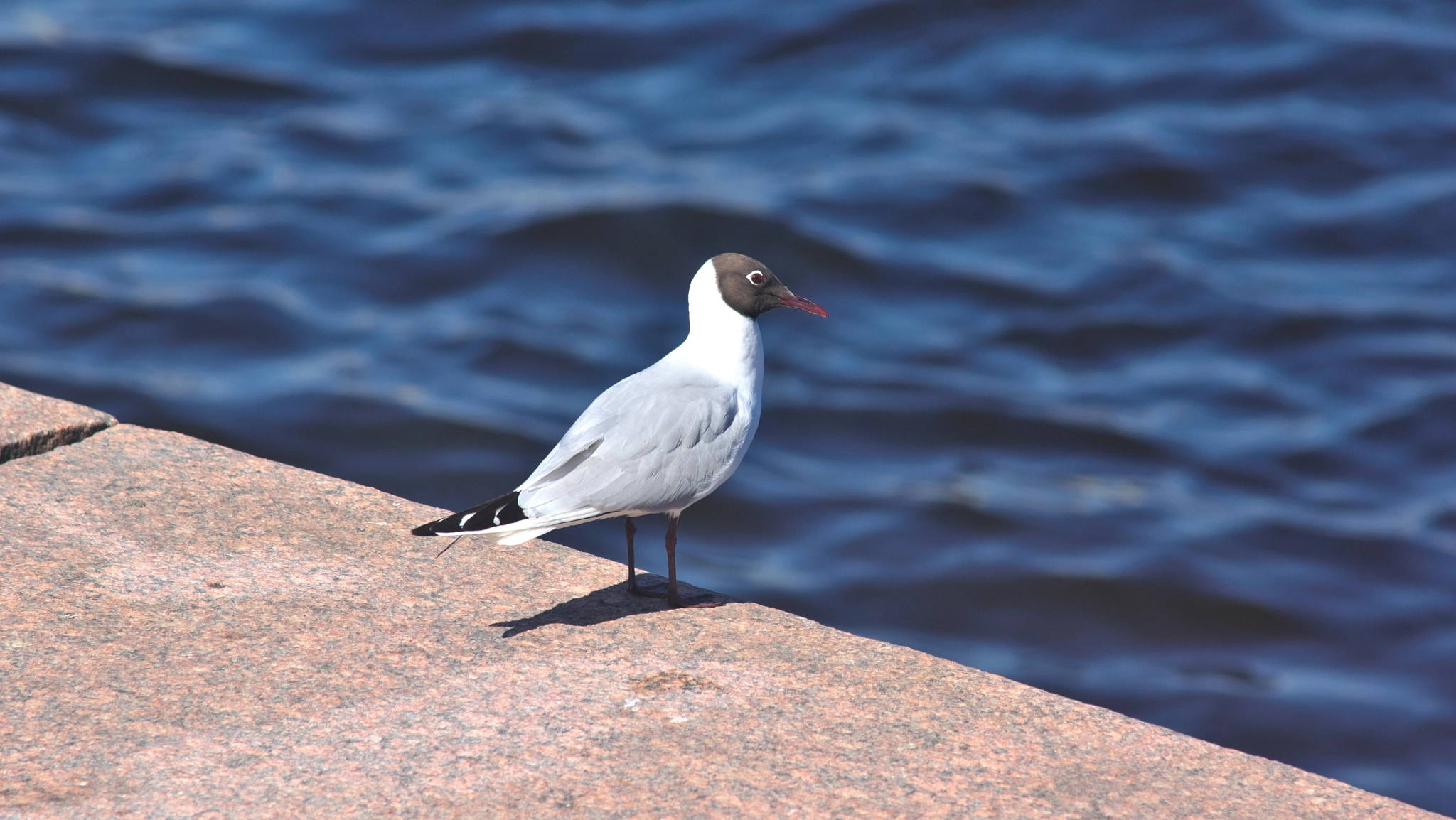 Sony SLT-A65 (SLT-A65V) + Minolta AF 80-200mm F2.8 HS-APO G sample photo. Larus ridibundus photography