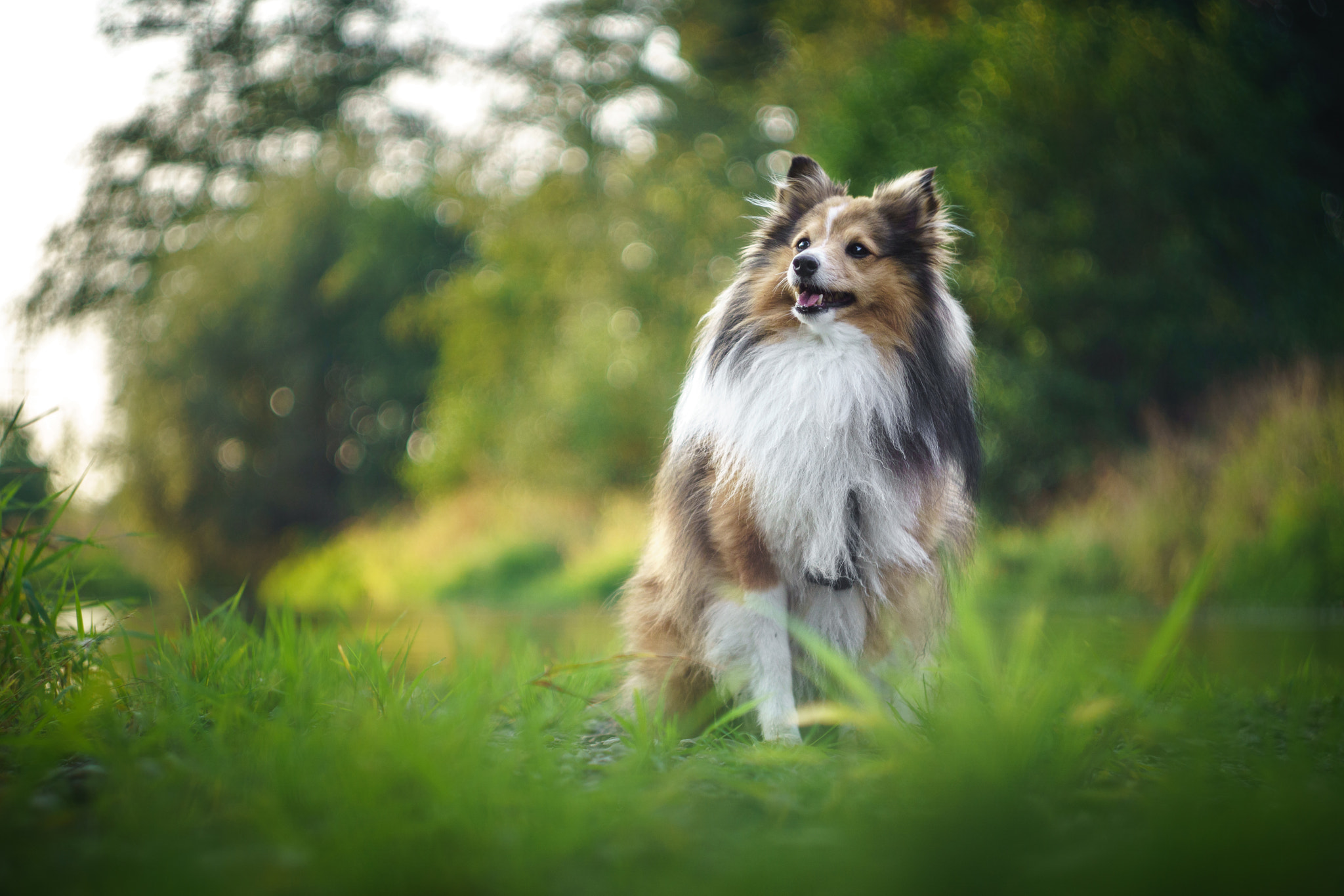 Sony ILCA-77M2 + Minolta AF 50mm F1.7 sample photo. Wonder photography
