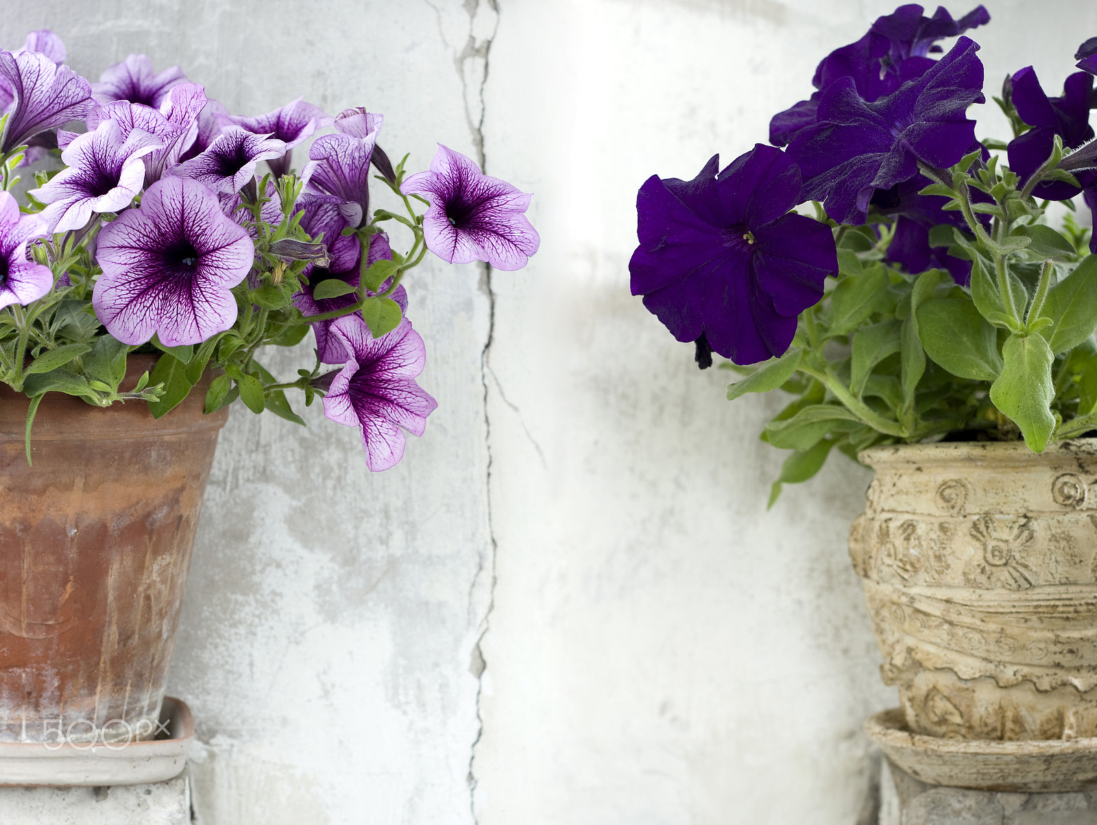 Canon EOS 30D + Canon EF 50mm f/1.8 sample photo. Petunia still life photography