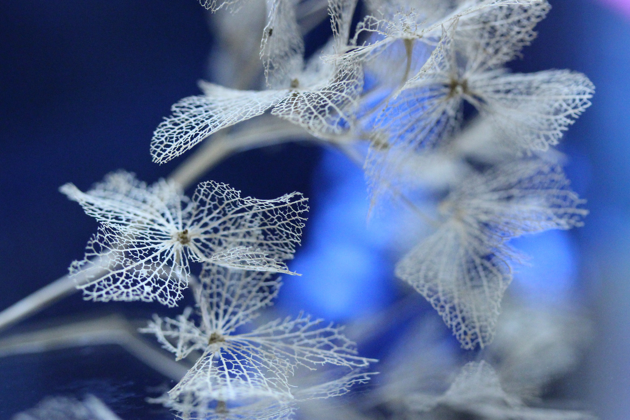 Canon EOS 100D (EOS Rebel SL1 / EOS Kiss X7) sample photo. Hydrangea photography