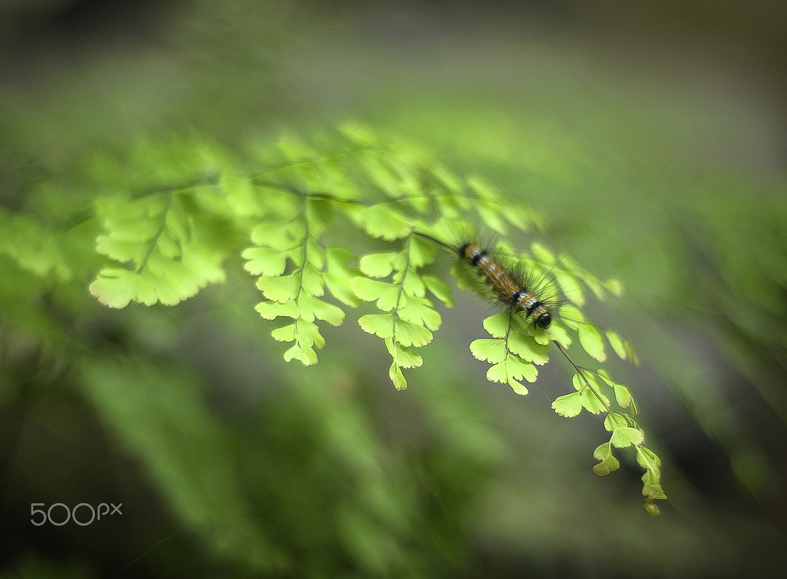 Nikon D300 + AF Nikkor 50mm f/1.8 sample photo. Caterpillar photography