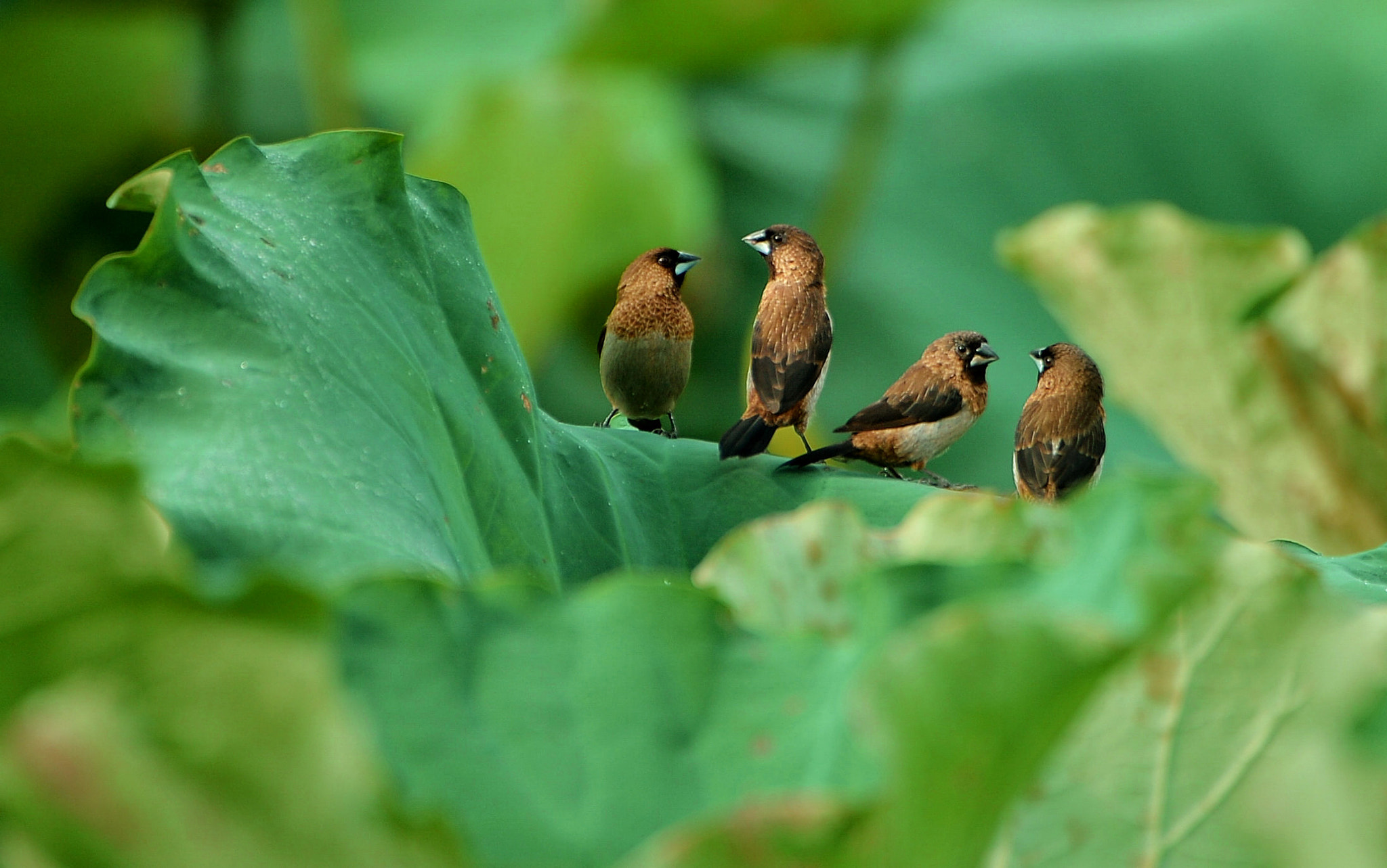 Nikon D4 sample photo. Lonchura striata photography