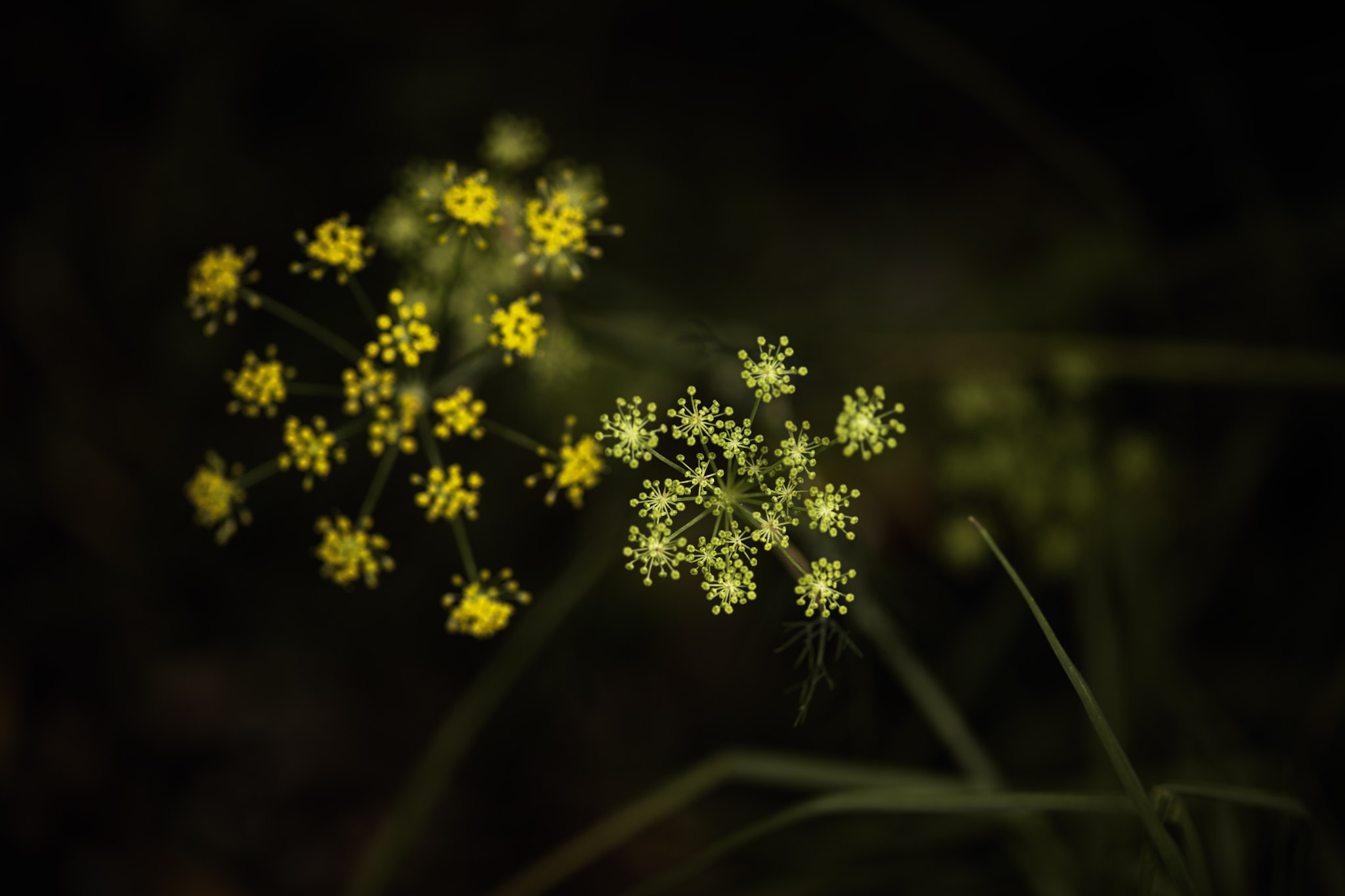 Canon EF 100mm F2.8L Macro IS USM sample photo. Delightful yellow photography