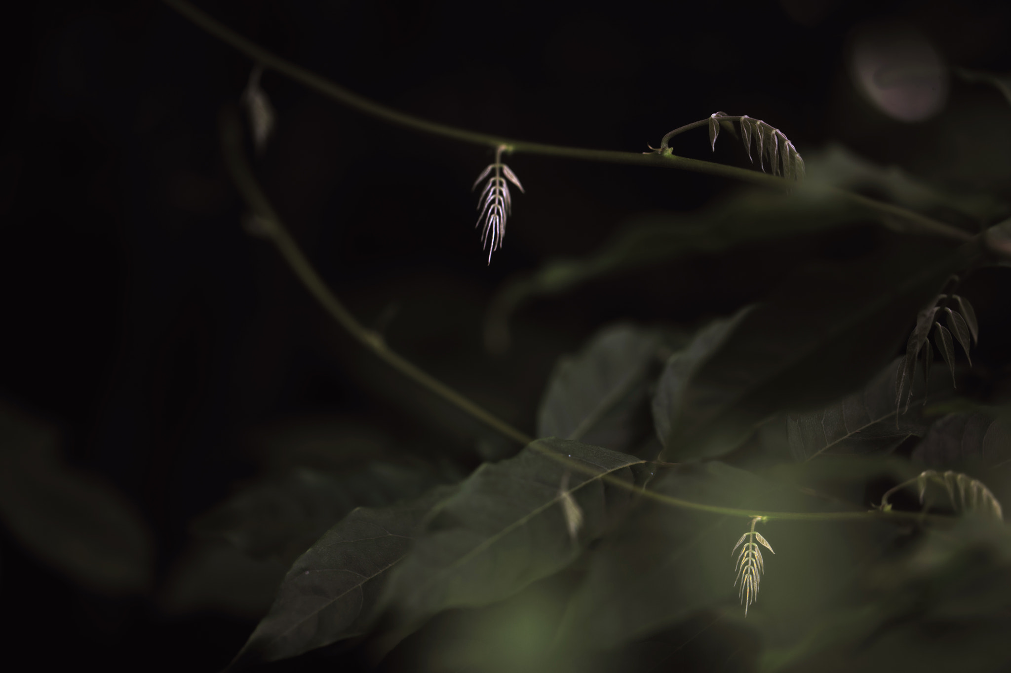 Canon EF 100mm F2.8L Macro IS USM sample photo. Wild and free photography