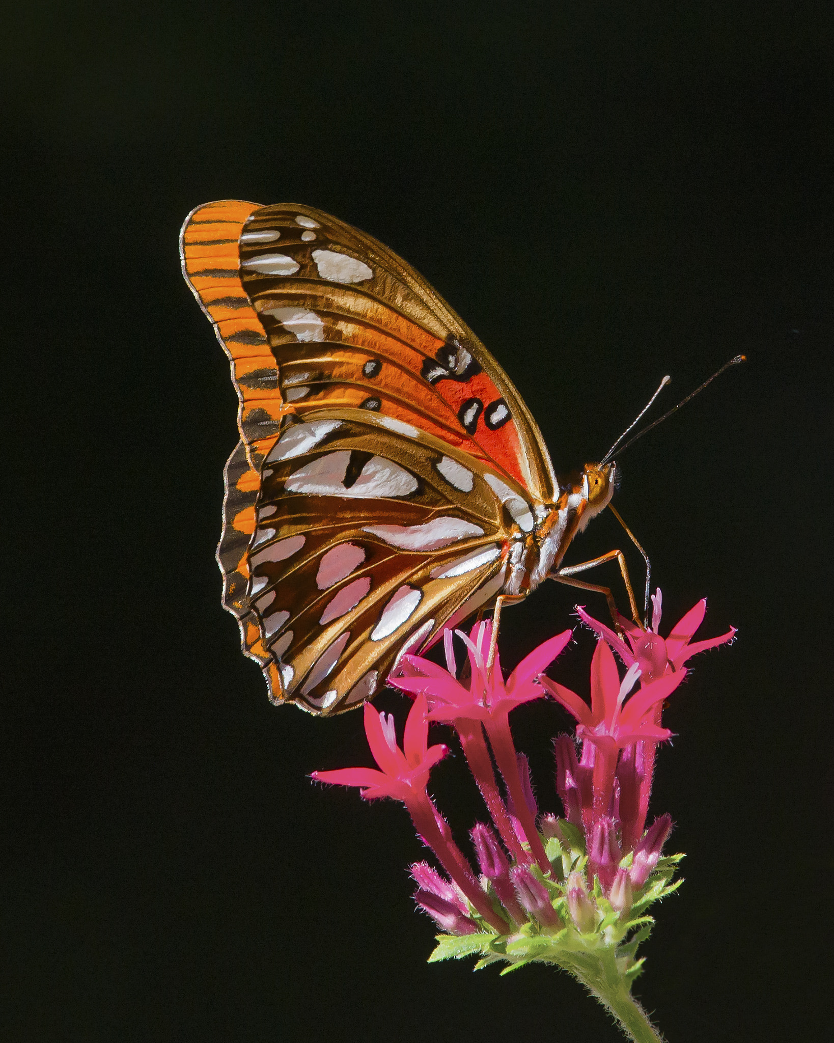 Nikon Nikkor AF-S 300mm F4E PF ED VR sample photo. Gulf fritillary photography