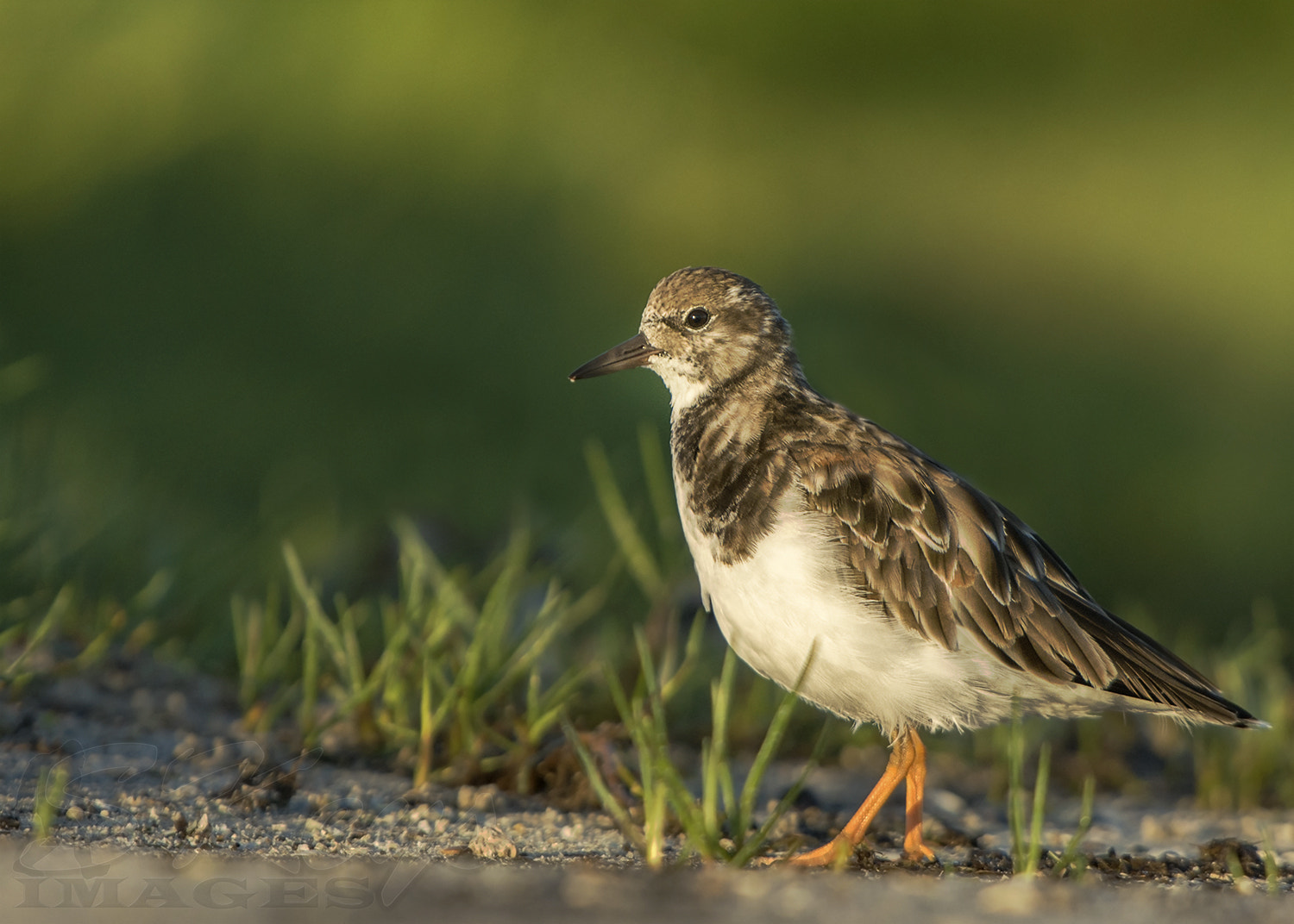 Nikon D7200 + Sigma 500mm F4.5 EX DG HSM sample photo. Turn in grass (ruddy turnstone) photography