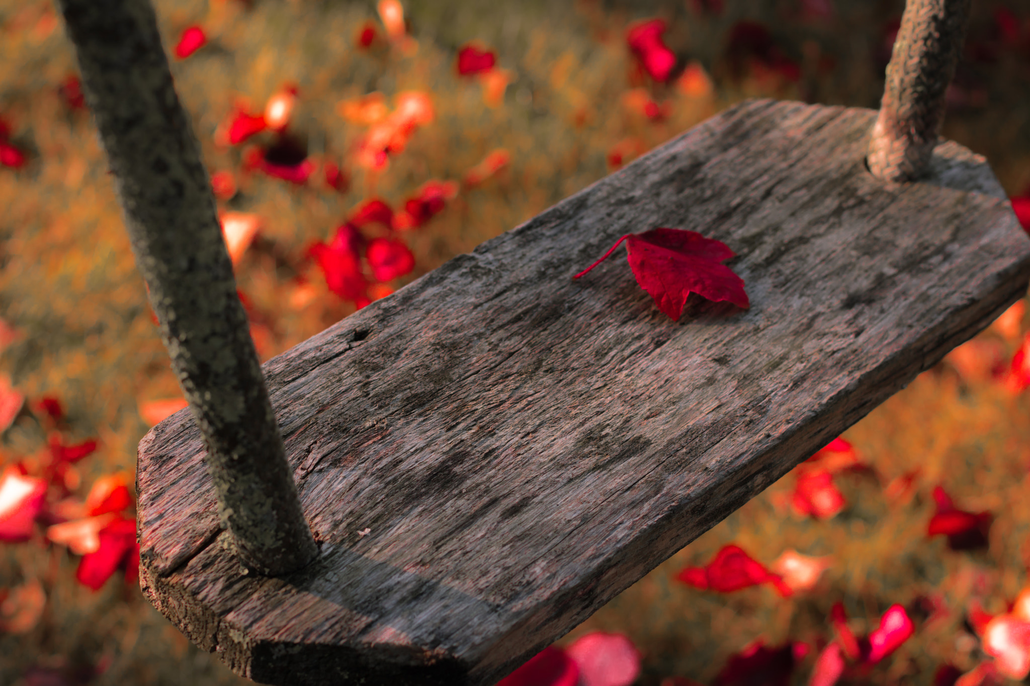 Canon EOS 760D (EOS Rebel T6s / EOS 8000D) sample photo. Autumn photography