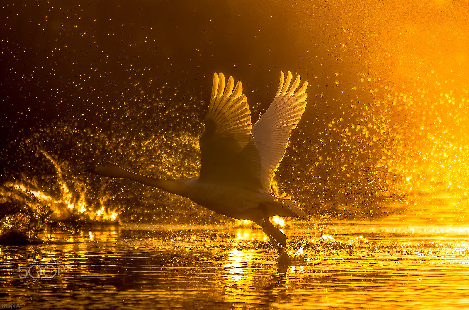 Nikon AF-S Nikkor 400mm F2.8G ED VR II sample photo. Swan photography