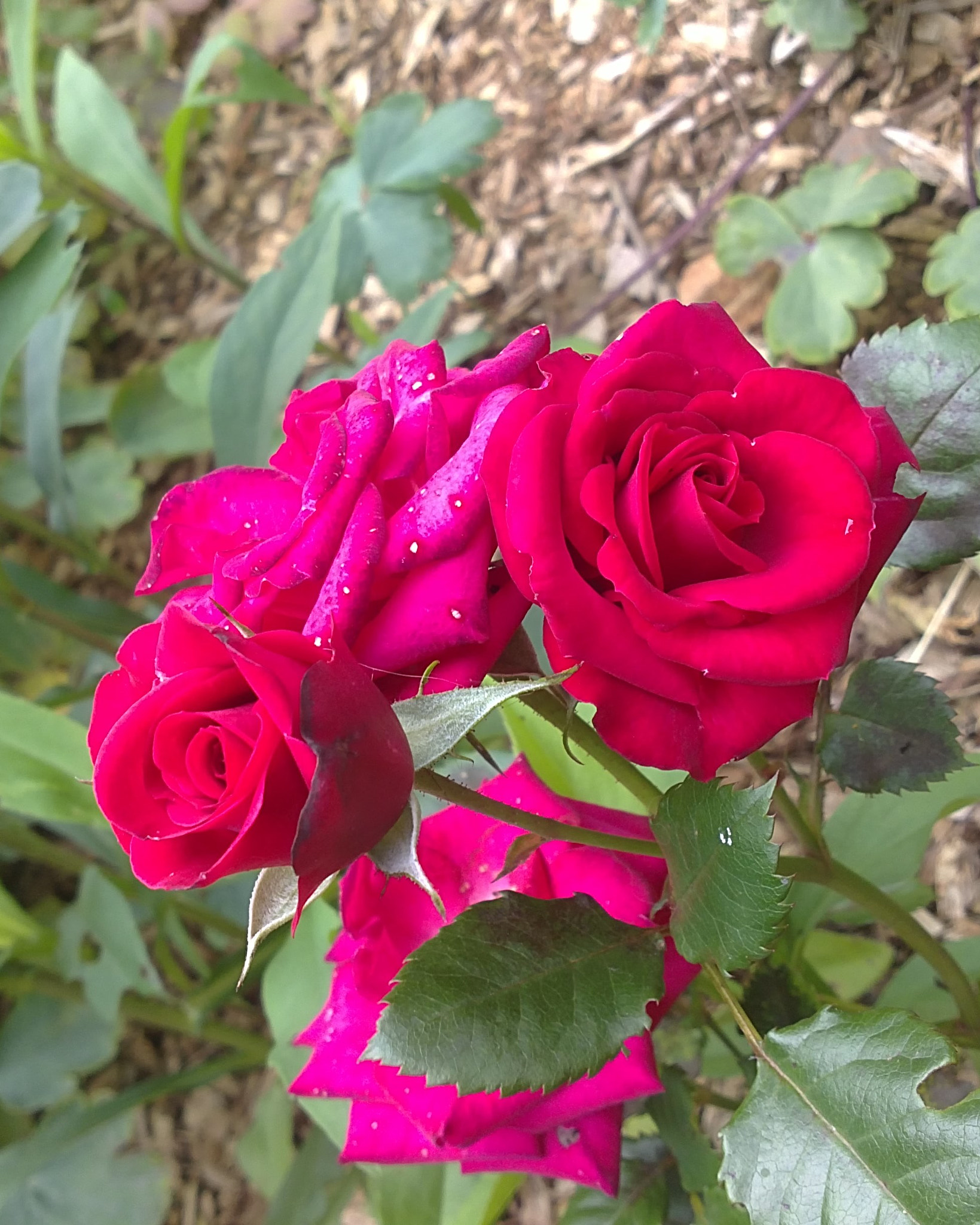 Sony Ericsson U5i sample photo. Red rose photography