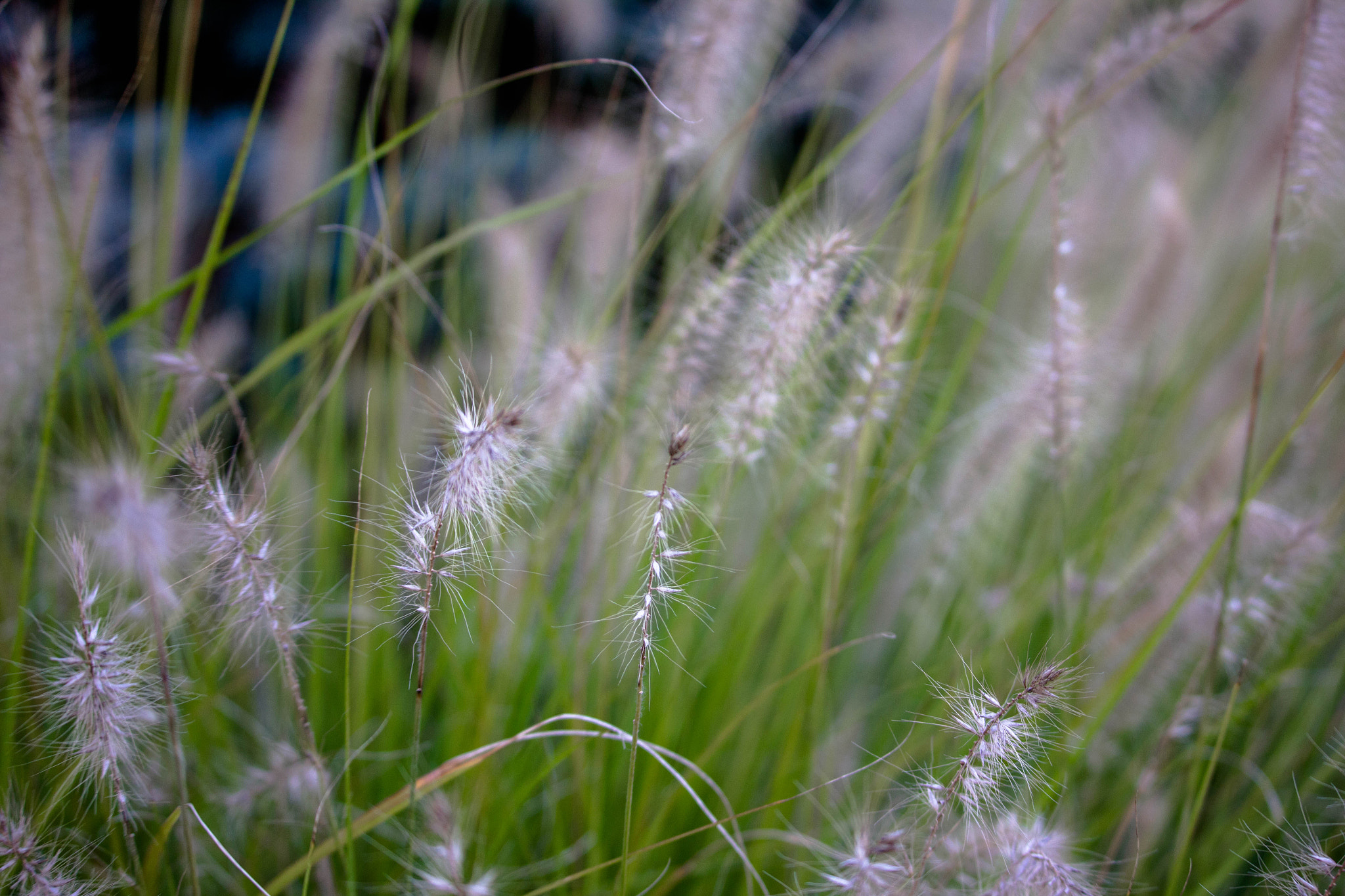 Canon EF-S 55-250mm F4-5.6 IS STM sample photo. Img_2549-1.jpg photography