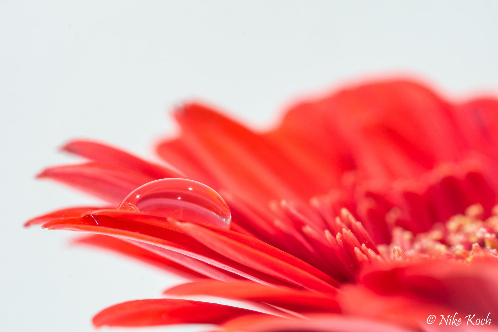 Sony SLT-A77 + Sigma 30mm F1.4 EX DC HSM sample photo. Gerbera drop photography