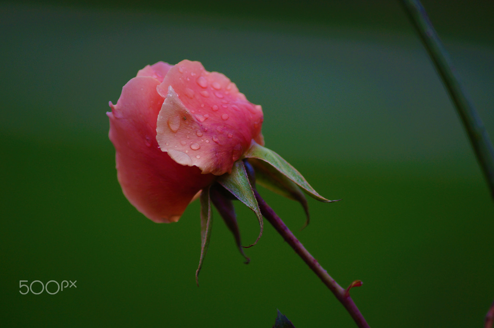 Sony DT 55-200mm F4-5.6 SAM sample photo. I 'am pink and green photography