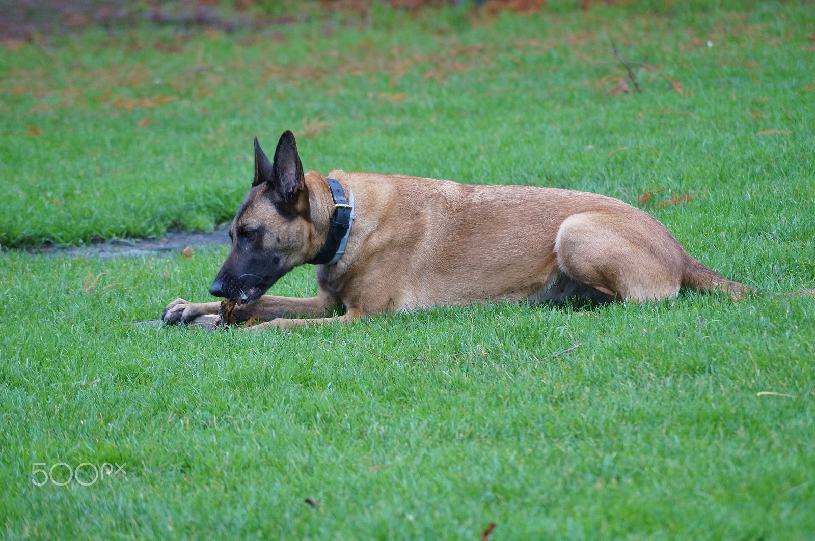 Sony DT 55-200mm F4-5.6 SAM sample photo. Yummy photography