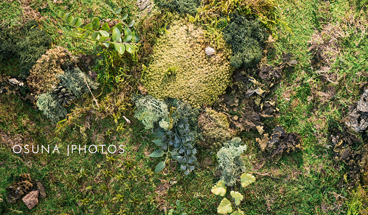 Nikon D800E + Nikon AF-S Nikkor 85mm F1.8G sample photo. Living wall photography