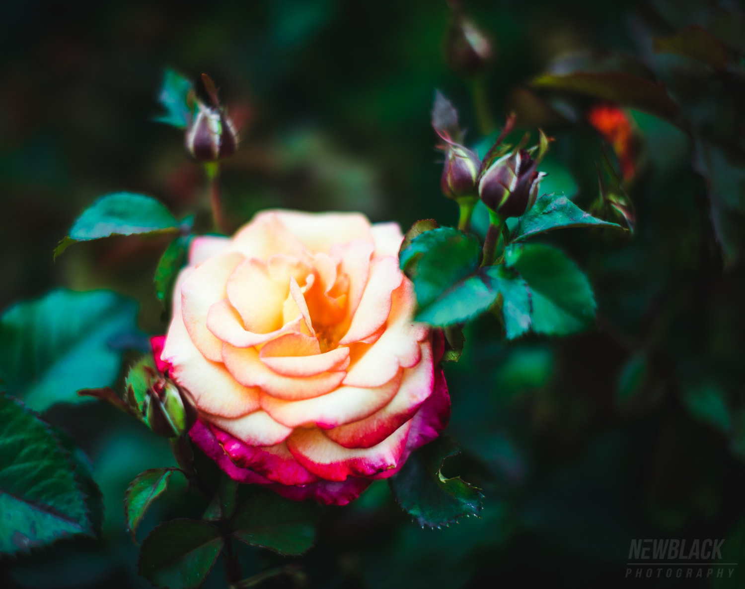 Nikon D750 + Sigma 50mm F1.4 EX DG HSM sample photo. Roses are red photography