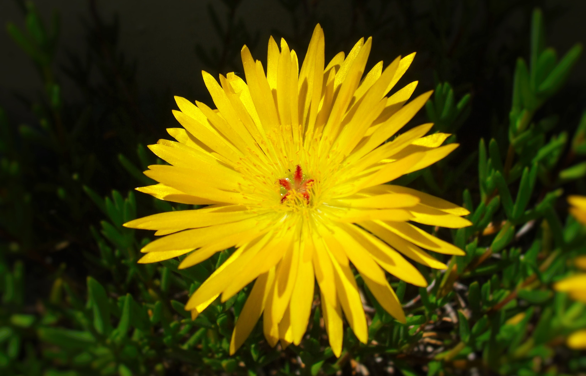 Fujifilm FinePix A820 sample photo. Sunny flower photography