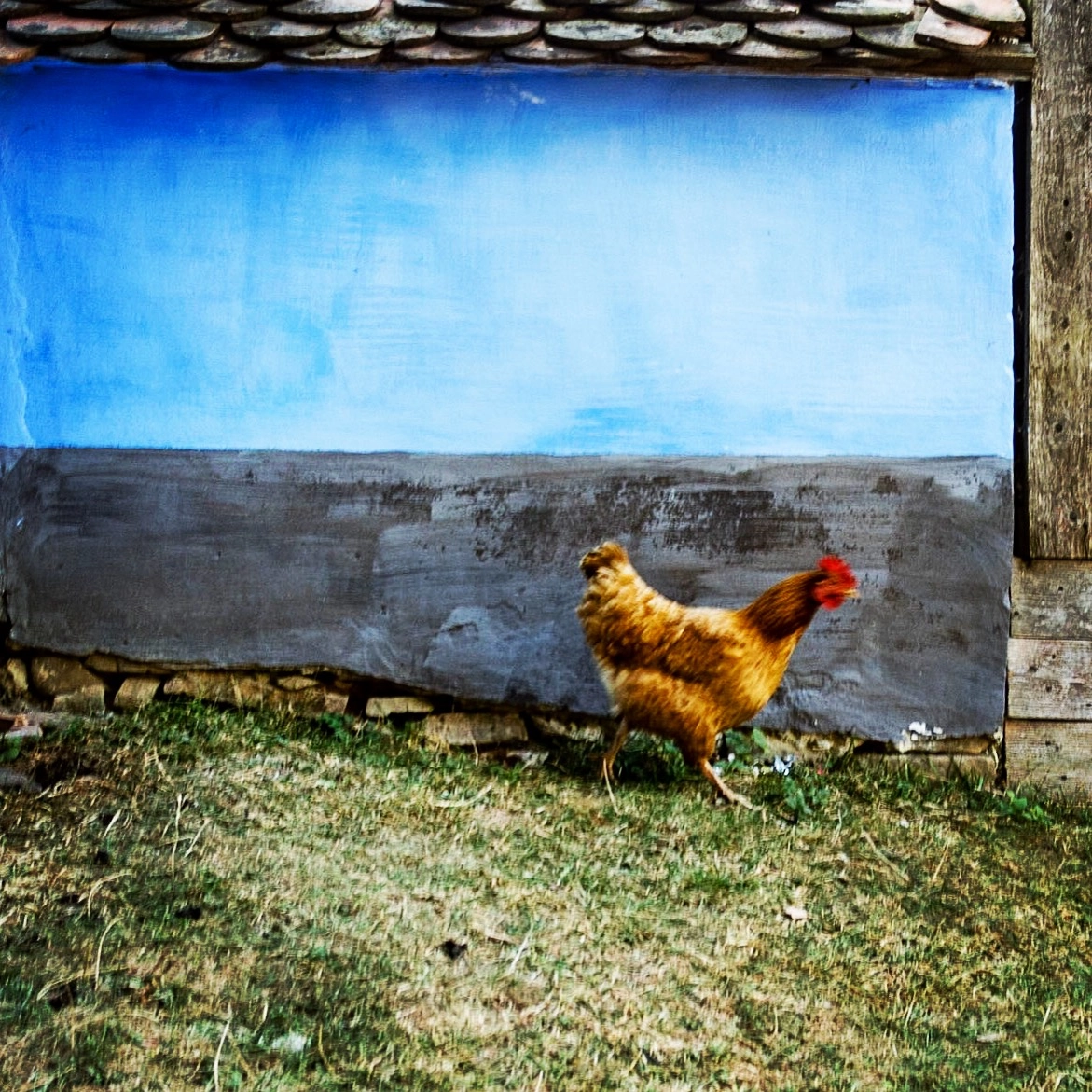 Tamron 14-150mm F3.5-5.8 Di III sample photo. Chicken on a mission. viscri, transylvania photography