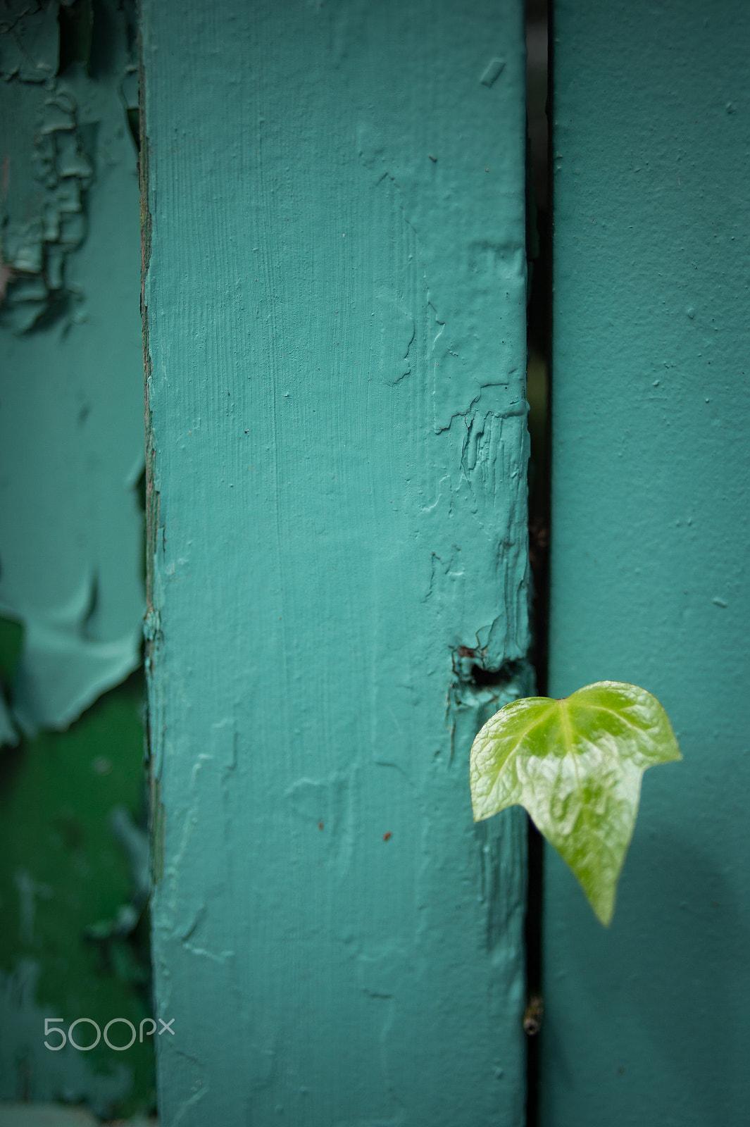 Nikon Df sample photo. Surprise photography