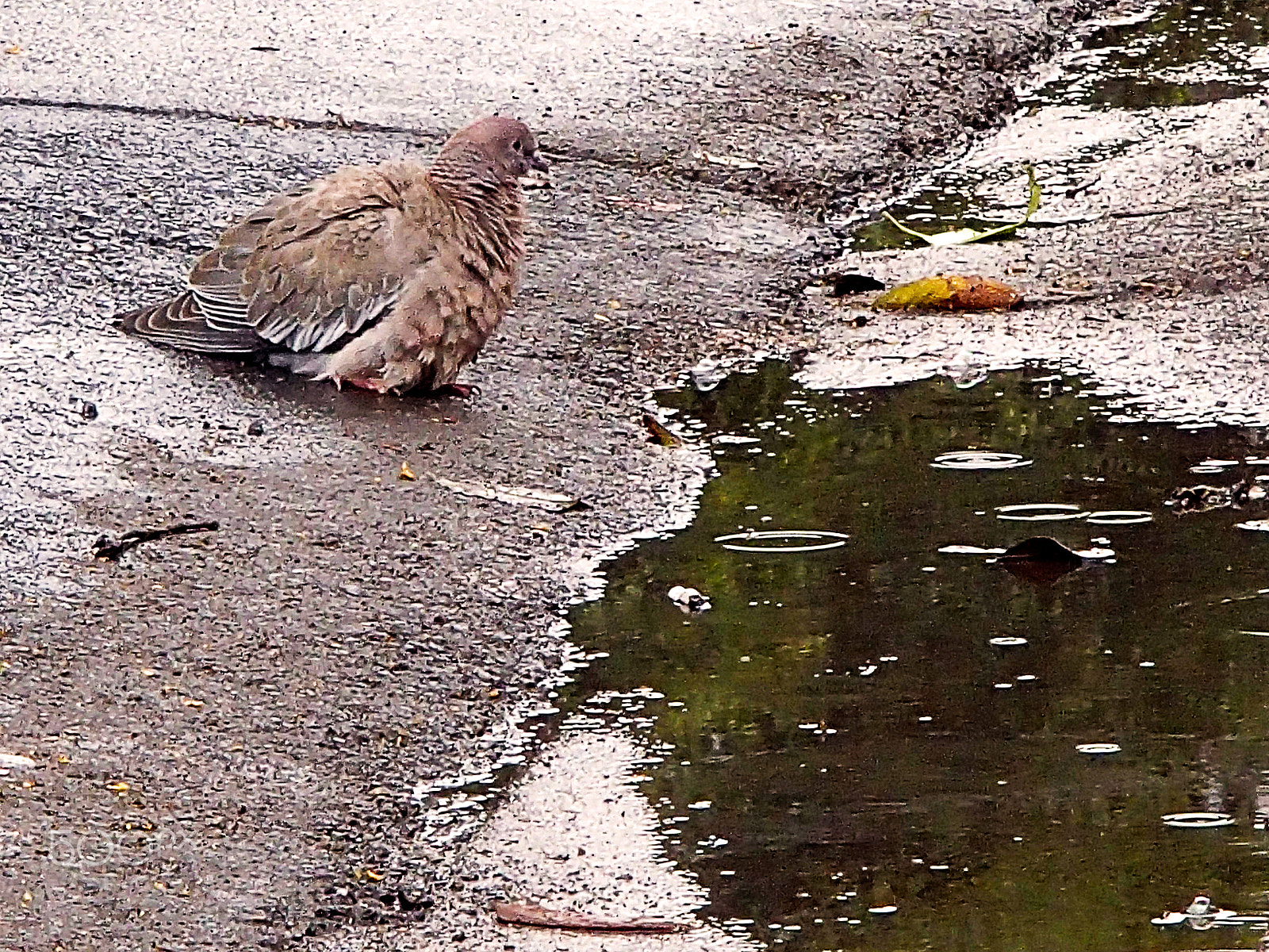 Olympus TG-620 sample photo. Pigeon in the rain photography