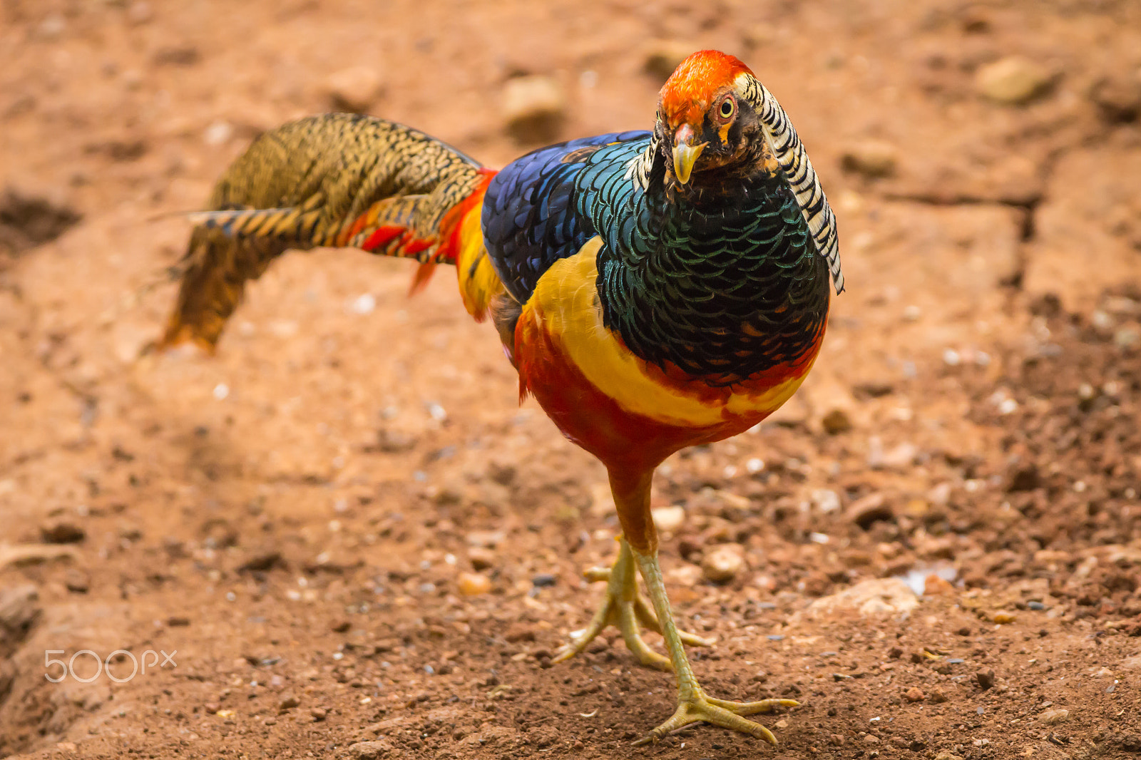 150-600mm F5-6.3 DG OS HSM | Contemporary 015 sample photo. Img photography