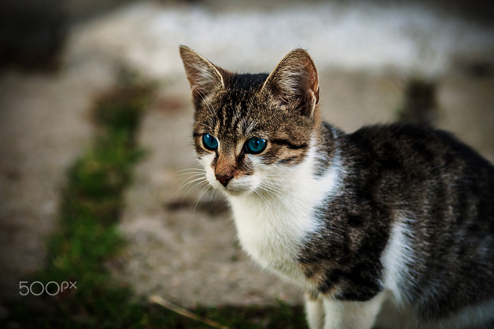 Canon EOS 600D (Rebel EOS T3i / EOS Kiss X5) + Canon EF 200mm F2.8L II USM sample photo. Our little kittie photography