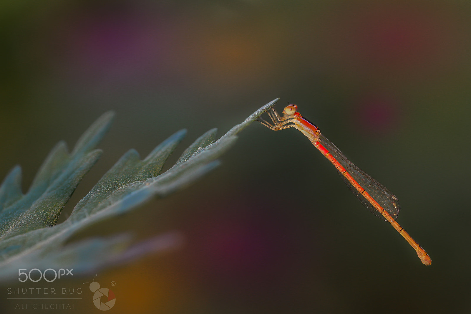 Canon EF 100mm F2.8L Macro IS USM sample photo. Cute little damselfly photography