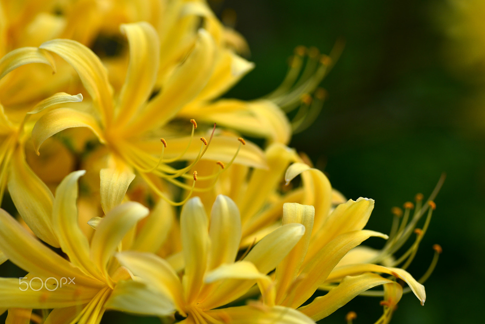 Nikon D600 sample photo. Akebonoshokiran photography