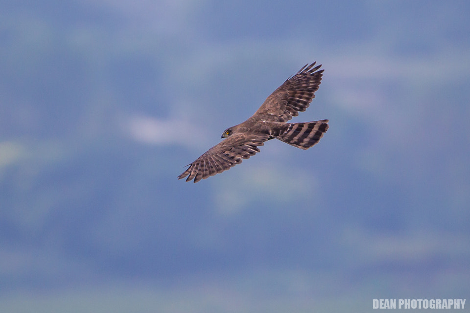 Canon EOS-1D Mark IV sample photo. Besra photography