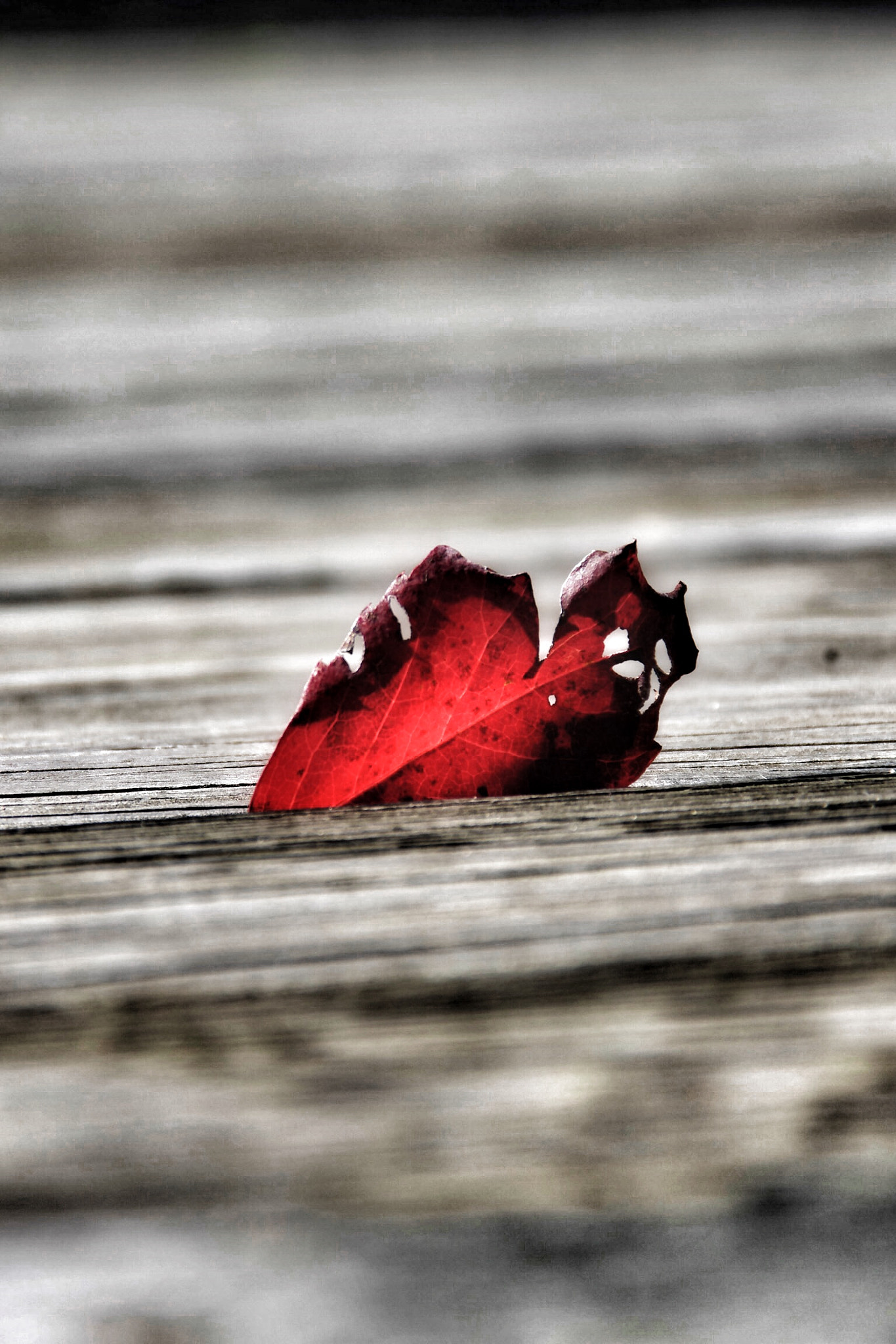 Pentax K-r + Tamron AF 18-200mm F3.5-6.3 XR Di II LD Aspherical (IF) Macro sample photo. Lonely red leaf photography