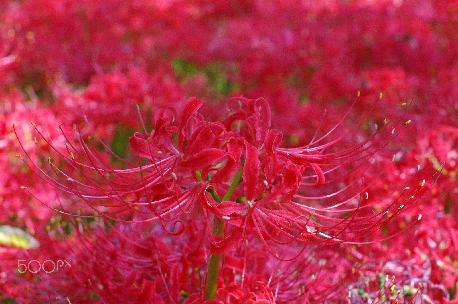 Pentax K-3 sample photo. Cluster amaryllis photography