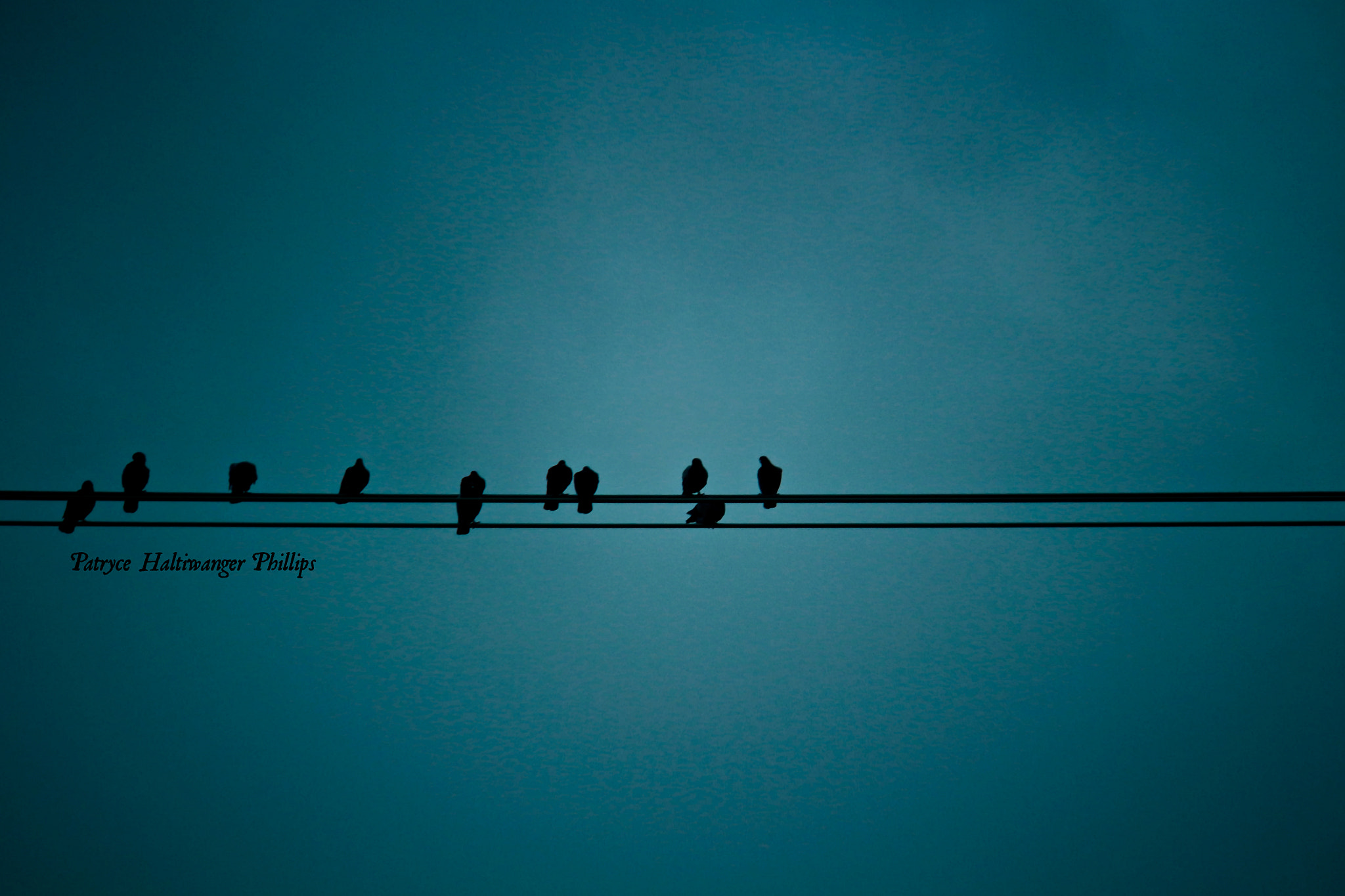 Canon EOS 100D (EOS Rebel SL1 / EOS Kiss X7) + Canon EF-S 55-250mm F4-5.6 IS sample photo. Birds on a wire photography