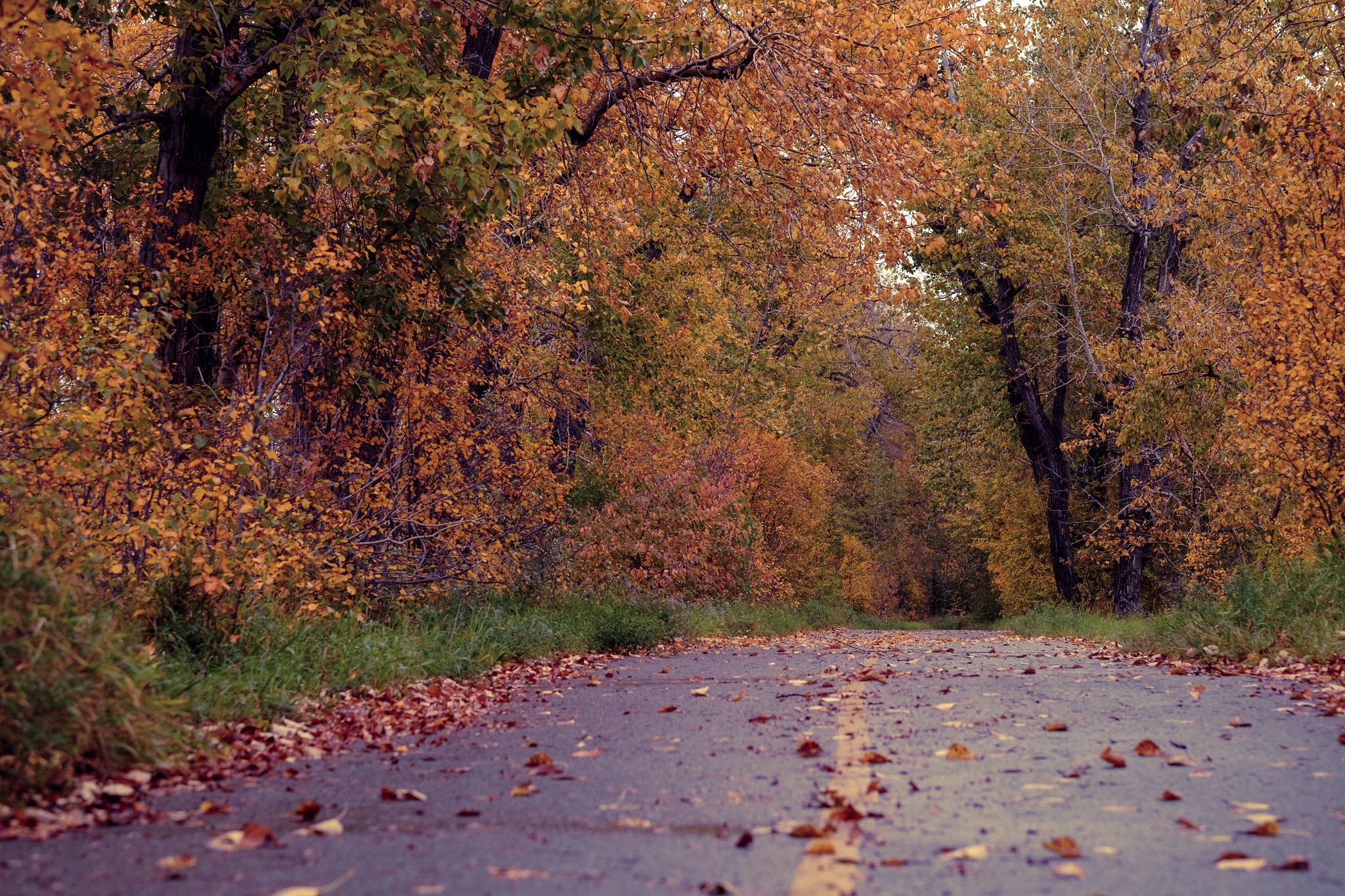 Fujifilm X-T1 + Fujifilm XF 56mm F1.2 R APD sample photo. Autumn in full swing photography