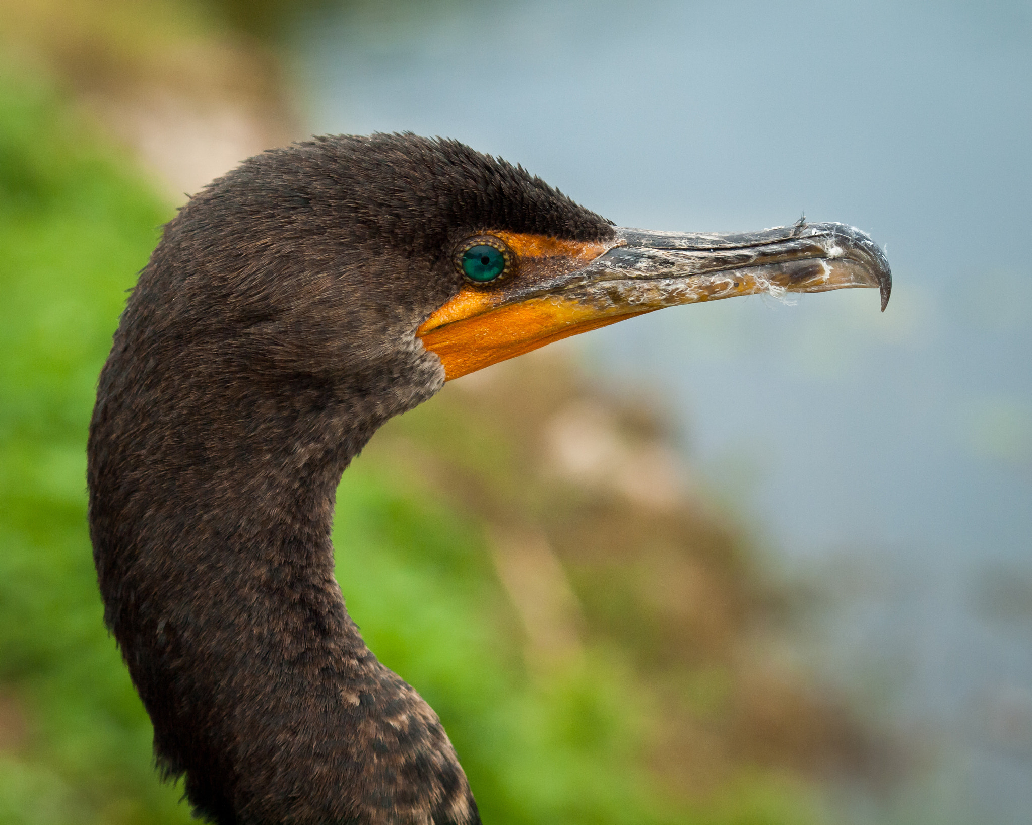 Olympus E-620 (EVOLT E-620) sample photo. Double-crested cormorant photography