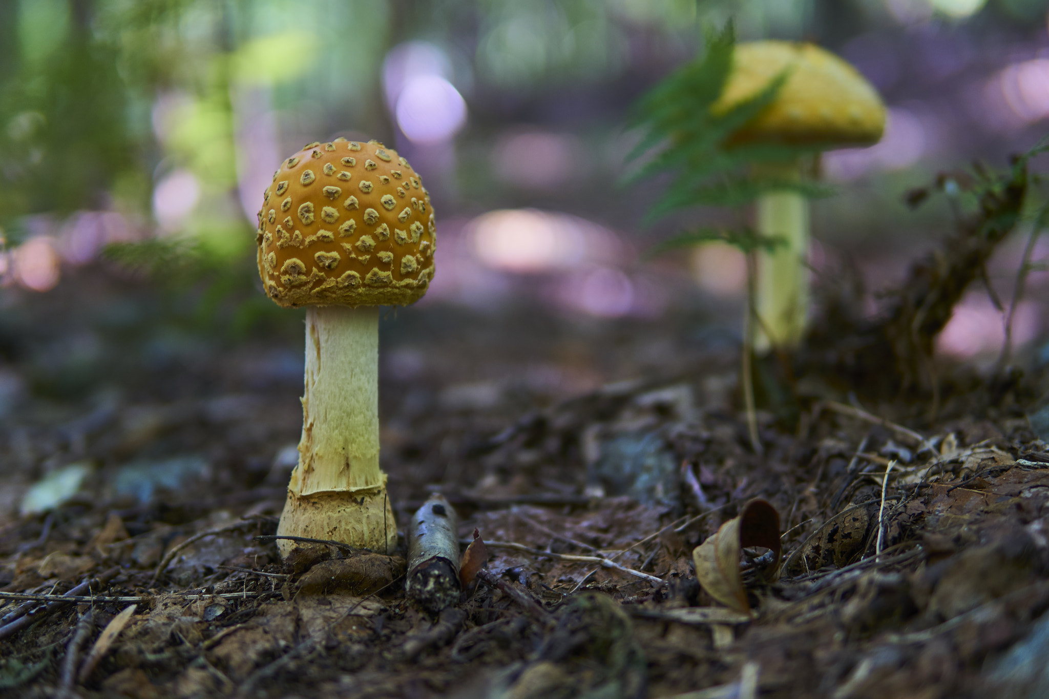 Sony Alpha a5000 (ILCE 5000) + Sigma 30mm F1.4 DC DN | C sample photo. Yellow amanita muscaria photography