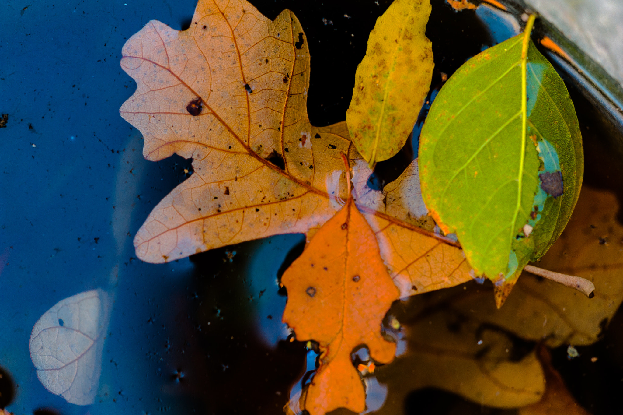 Sigma 150mm F2.8 EX DG Macro HSM sample photo. The fallen photography