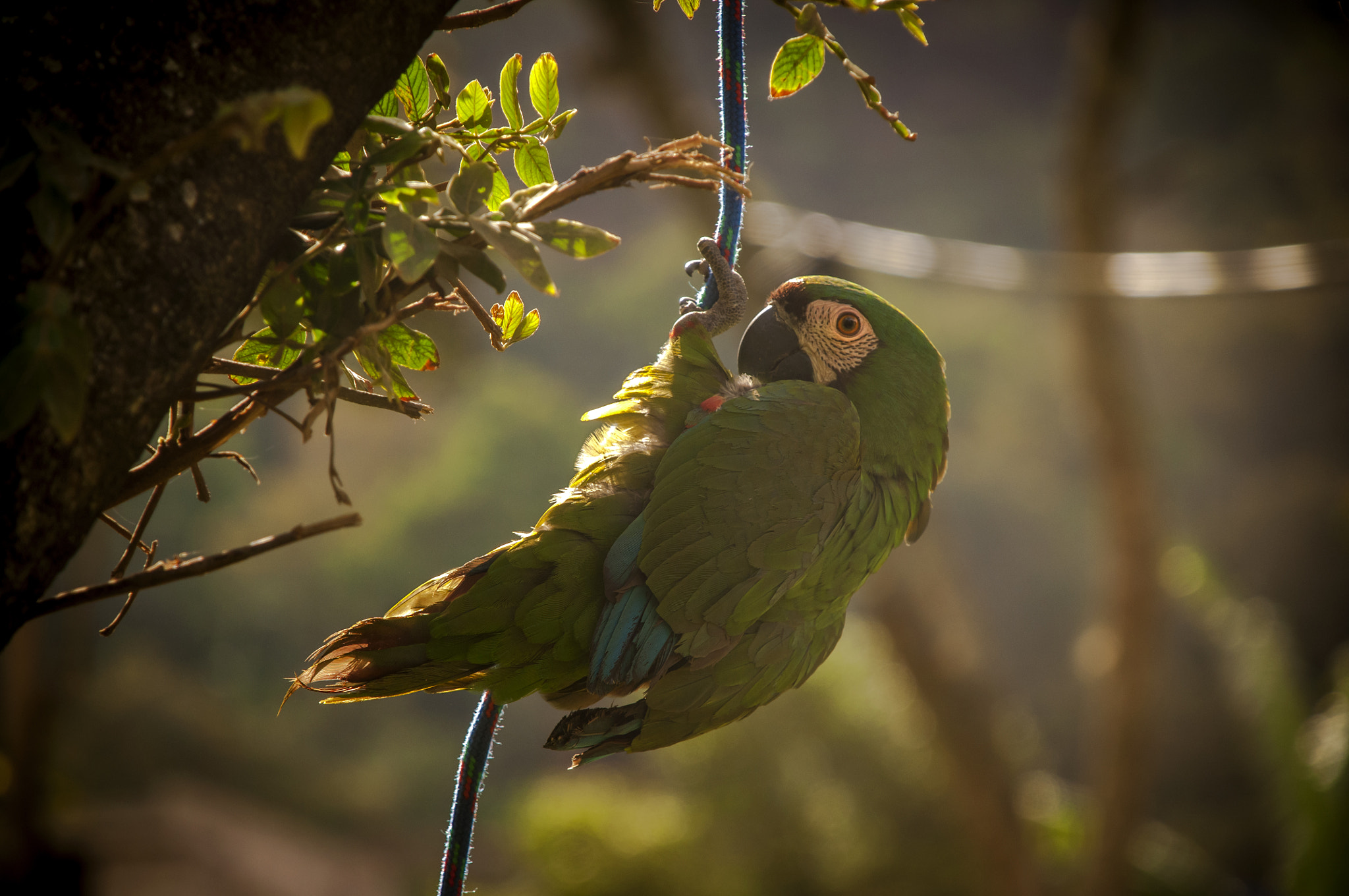 Nikon D300 sample photo. Green parrot photography