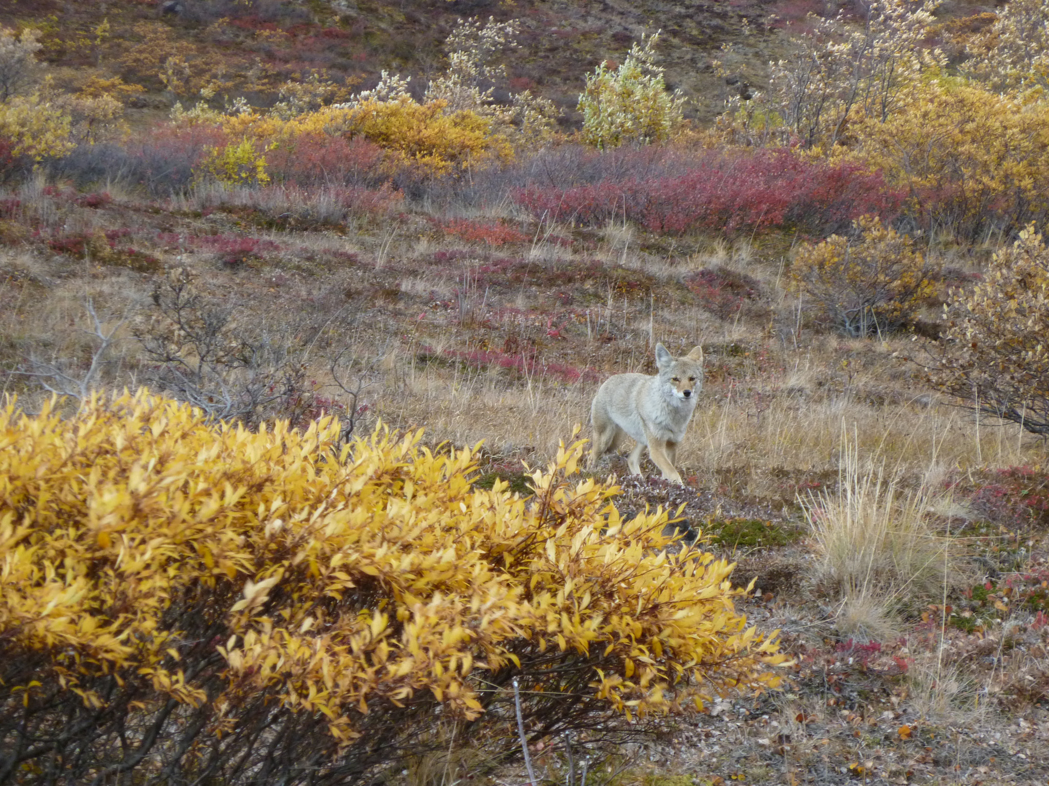Panasonic DMC-ZR1 sample photo. Coyote in denali national park, alaska photography